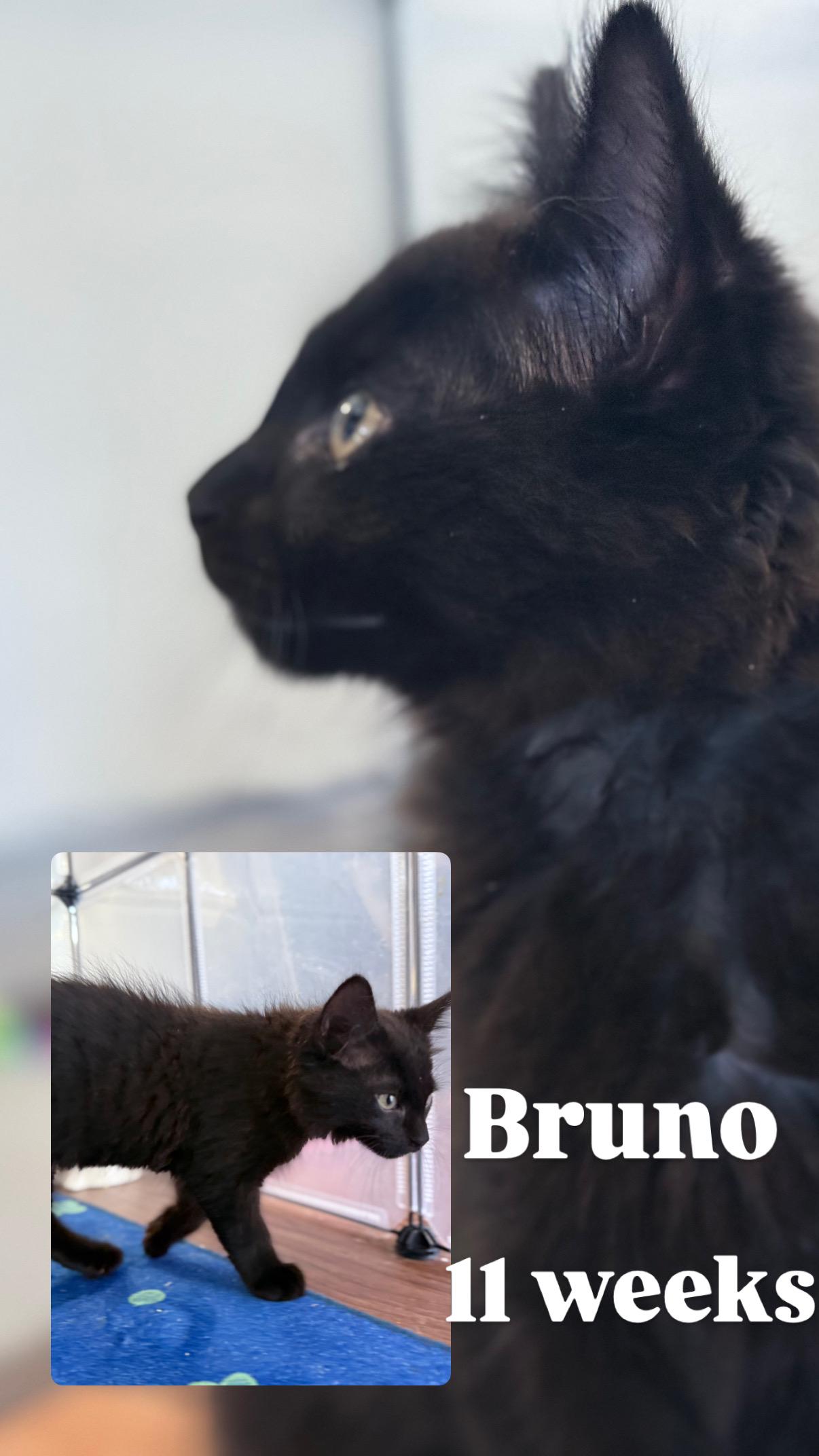 Enlarge Bruno, a Adoptable Domestic Medium Hair in Brentwood, CA image 3/3