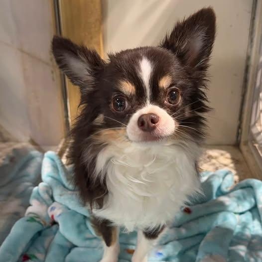 Odin, adopted, Adult Male Chihuahua.