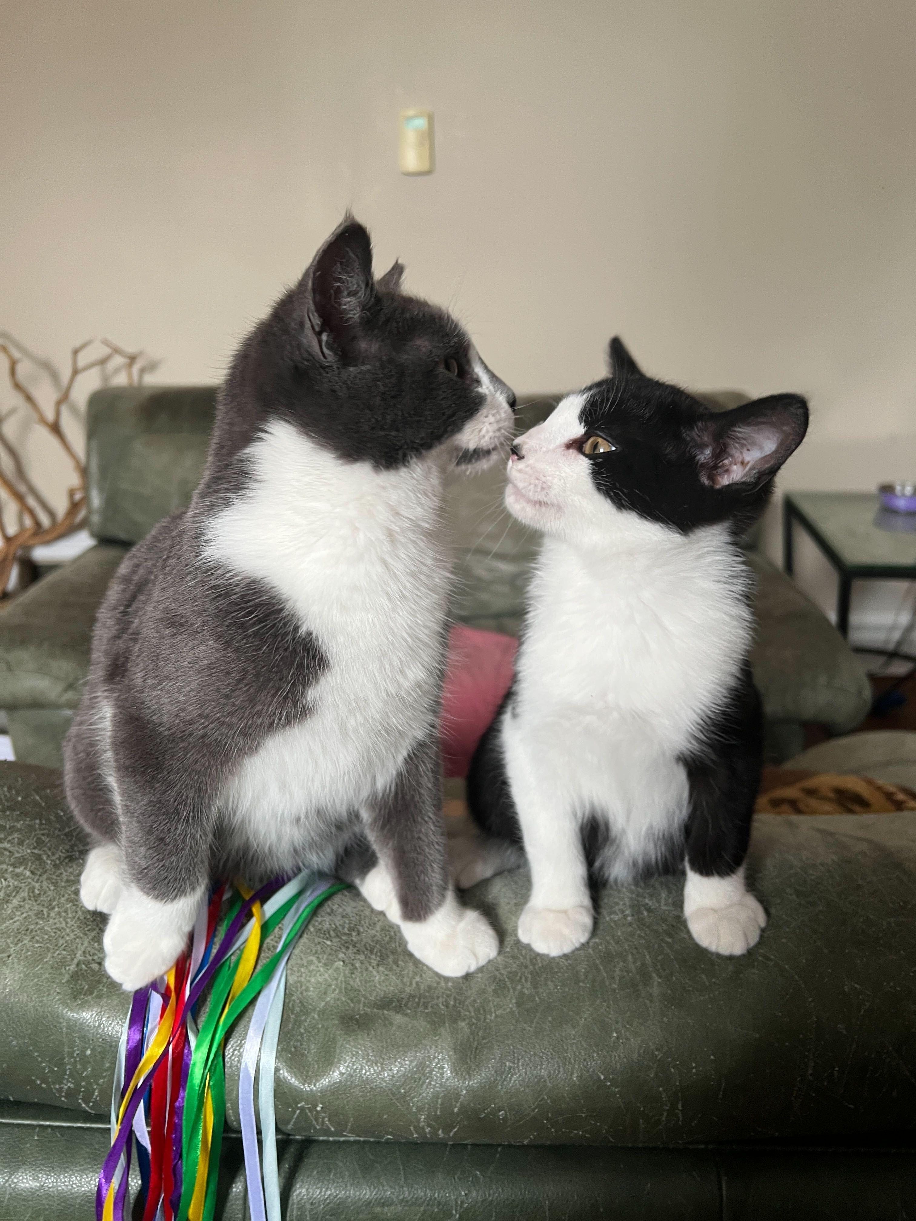 Enlarge Orca, an adopted Domestic Short Hair in Wakefield, QC image 2/3