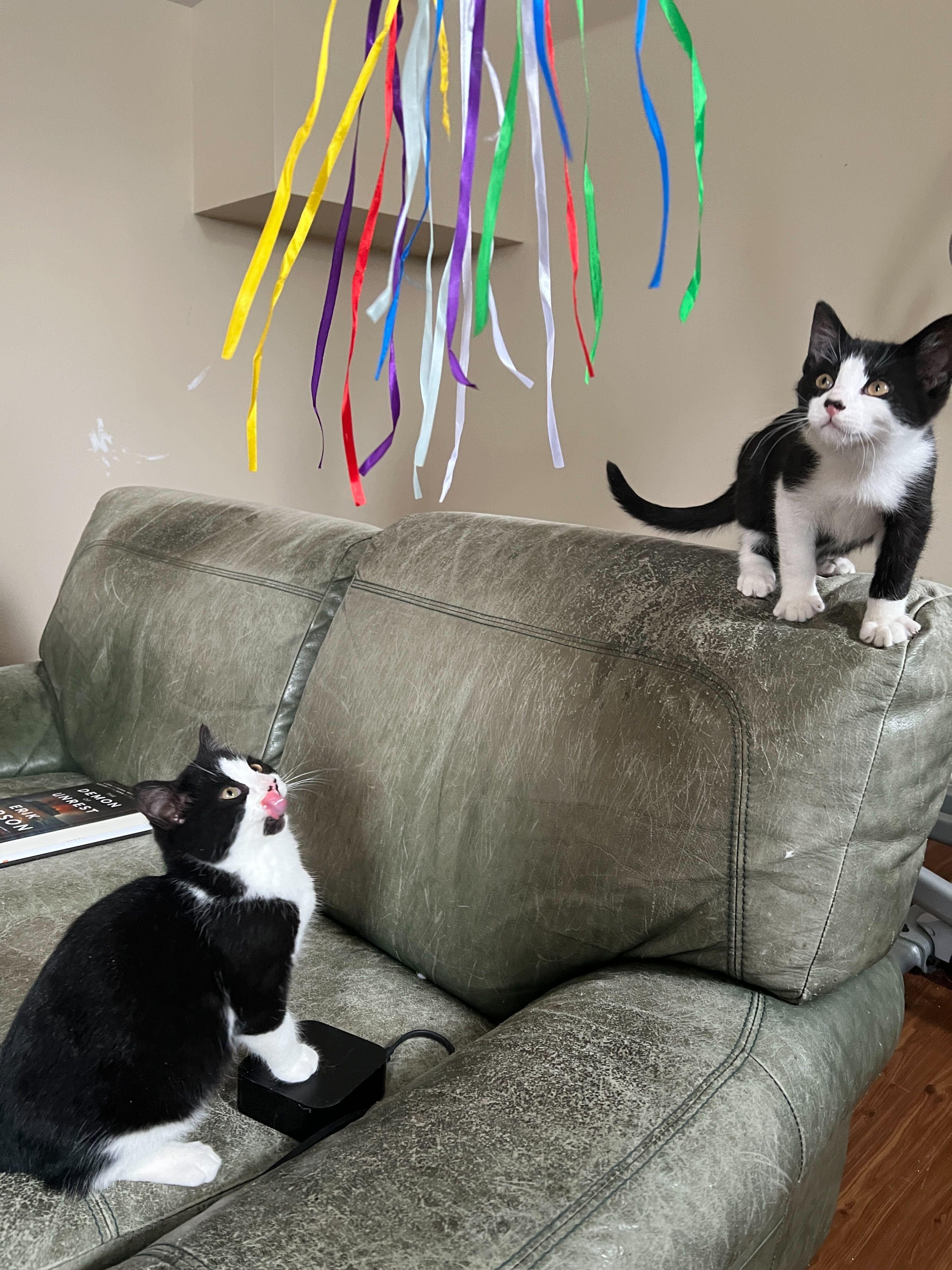 Enlarge Orca, an adopted Domestic Short Hair in Wakefield, QC image 3/3