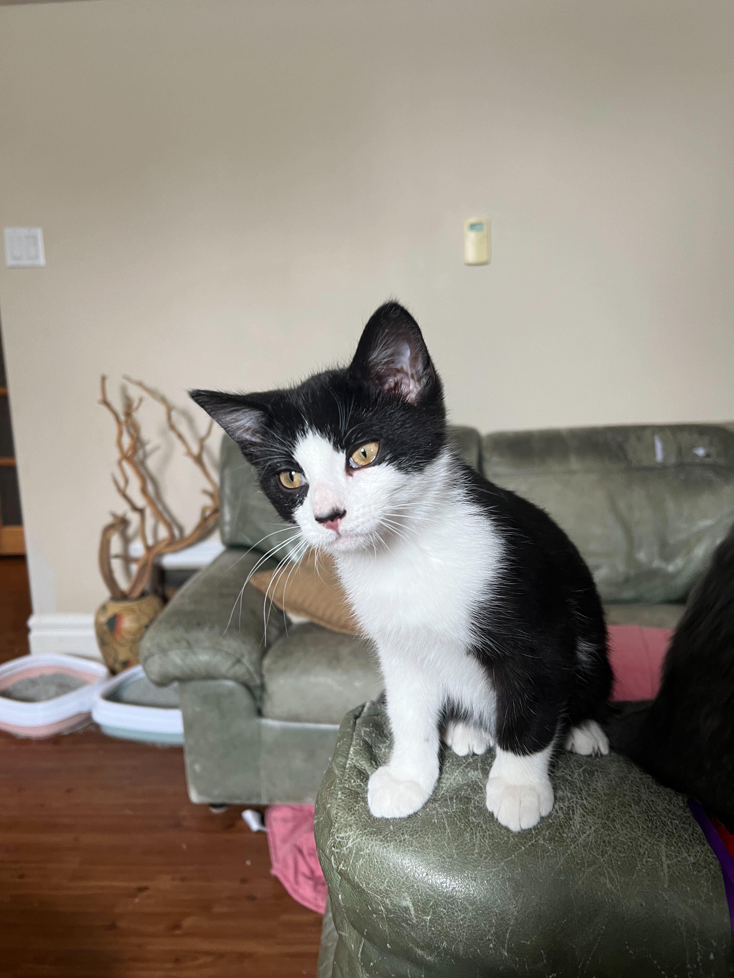 Orca, adopted, Kitten Male Domestic Short Hair.