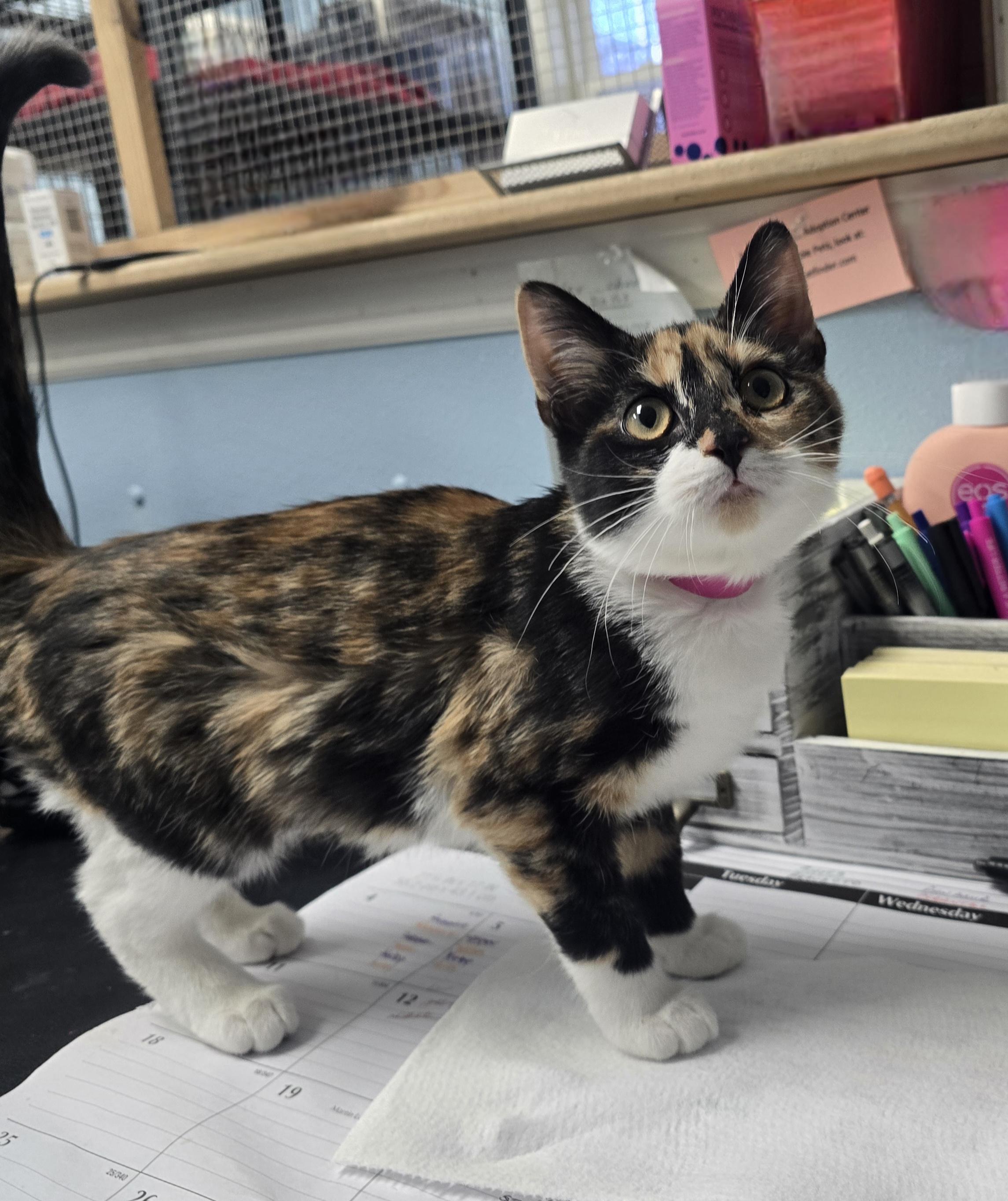 Enlarge Calypso, a ADOPTABLE Domestic Short Hair in Farmington, MO image 1/1