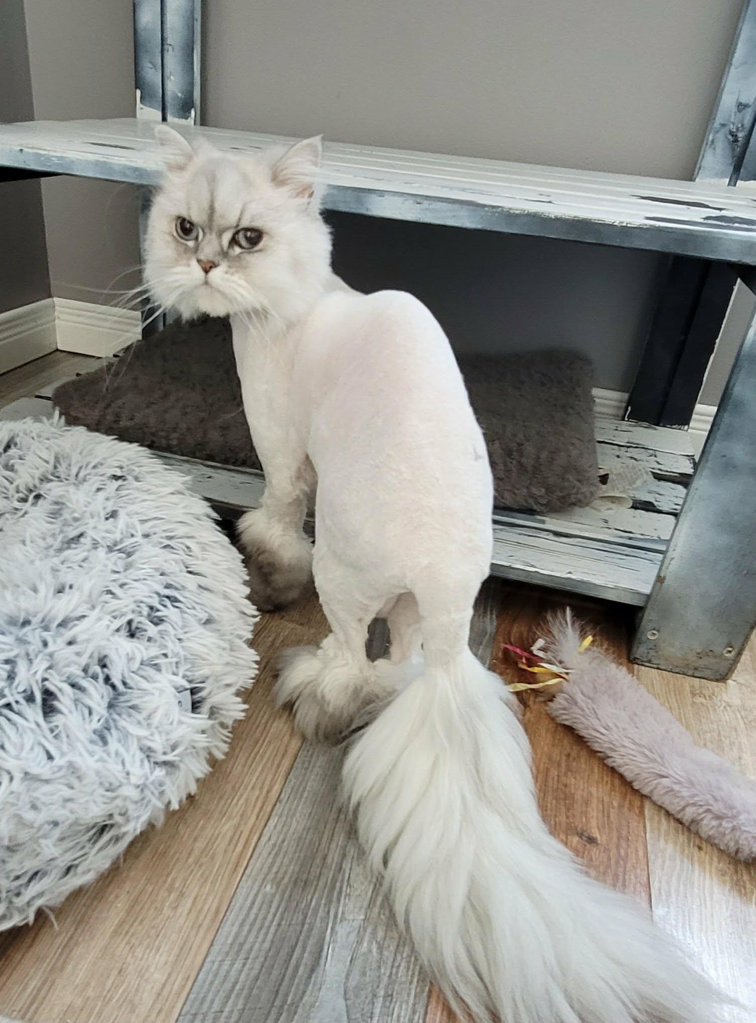 Enlarge Silver, an adopted Persian in Kitchener, ON image 3/4