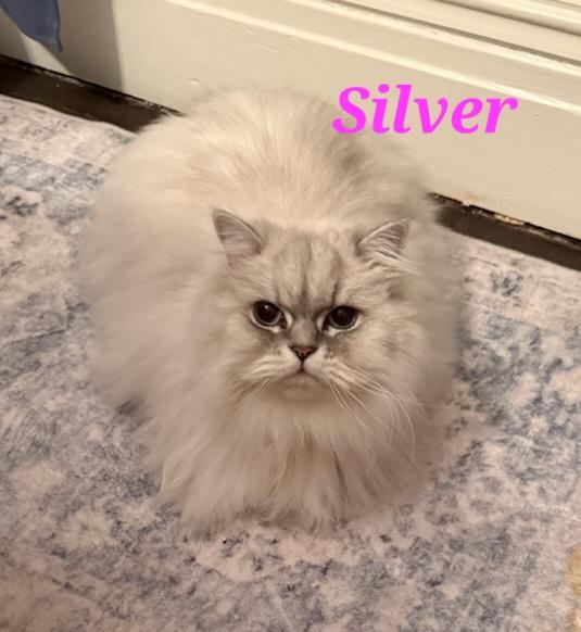 Enlarge Silver, an adopted Persian in Kitchener, ON image 4/4