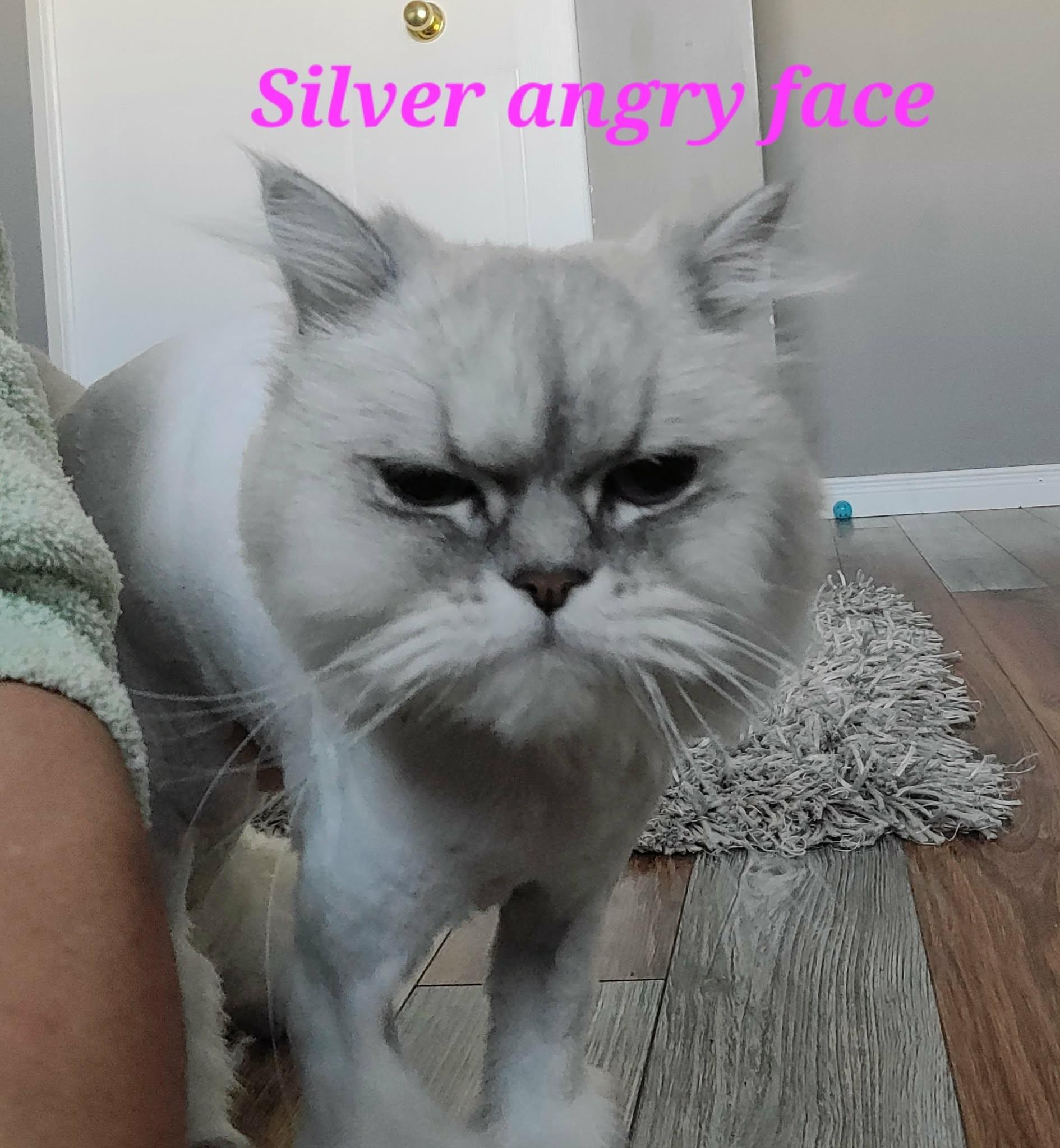 Silver, adopted, Adult Female Persian.