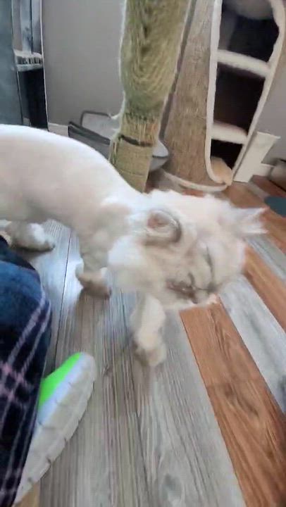 Enlarge Silver, an adopted Persian in Kitchener, ON video 2/4