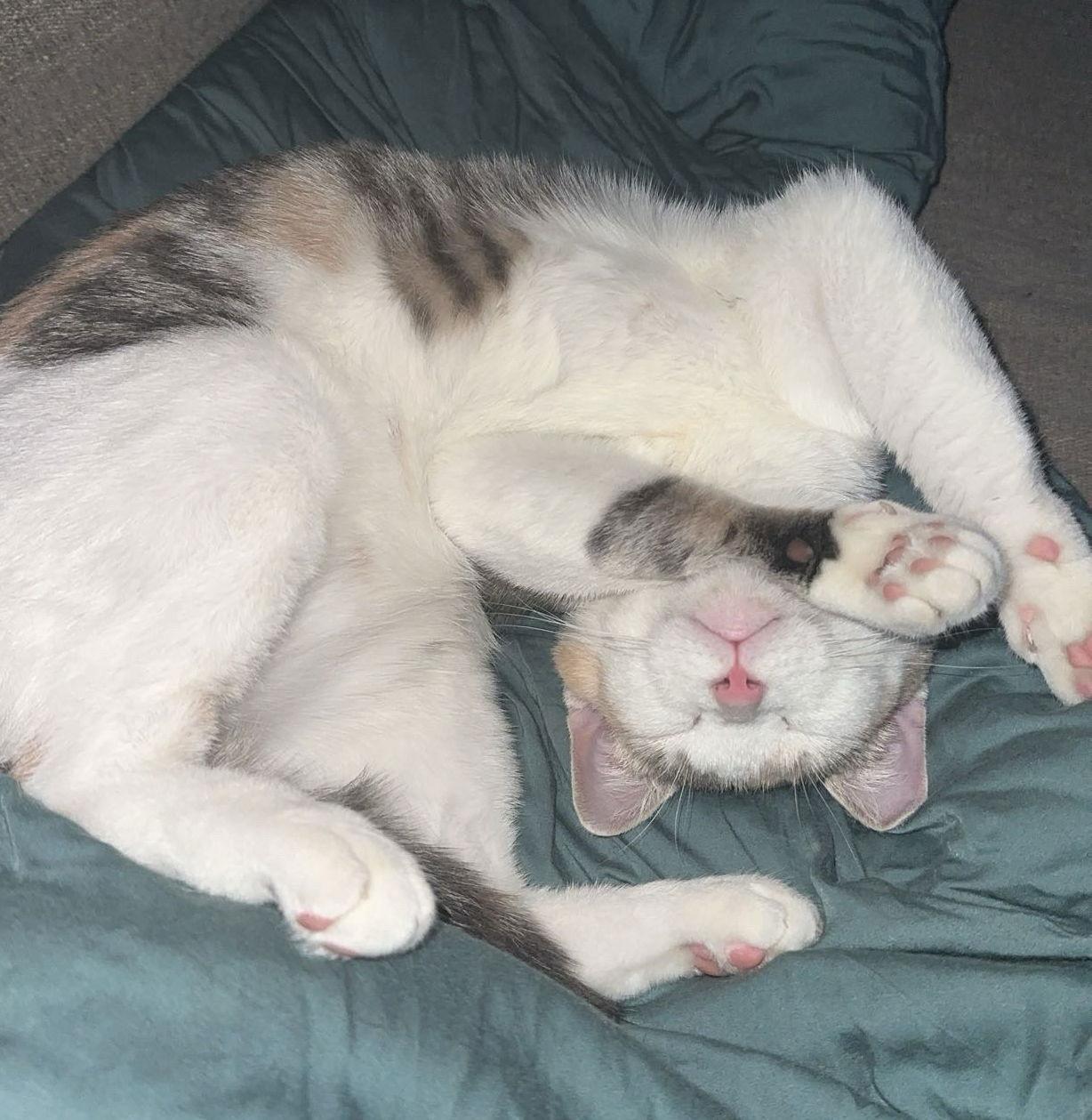 Miso, Adoptable, Adult Female Domestic Short Hair.