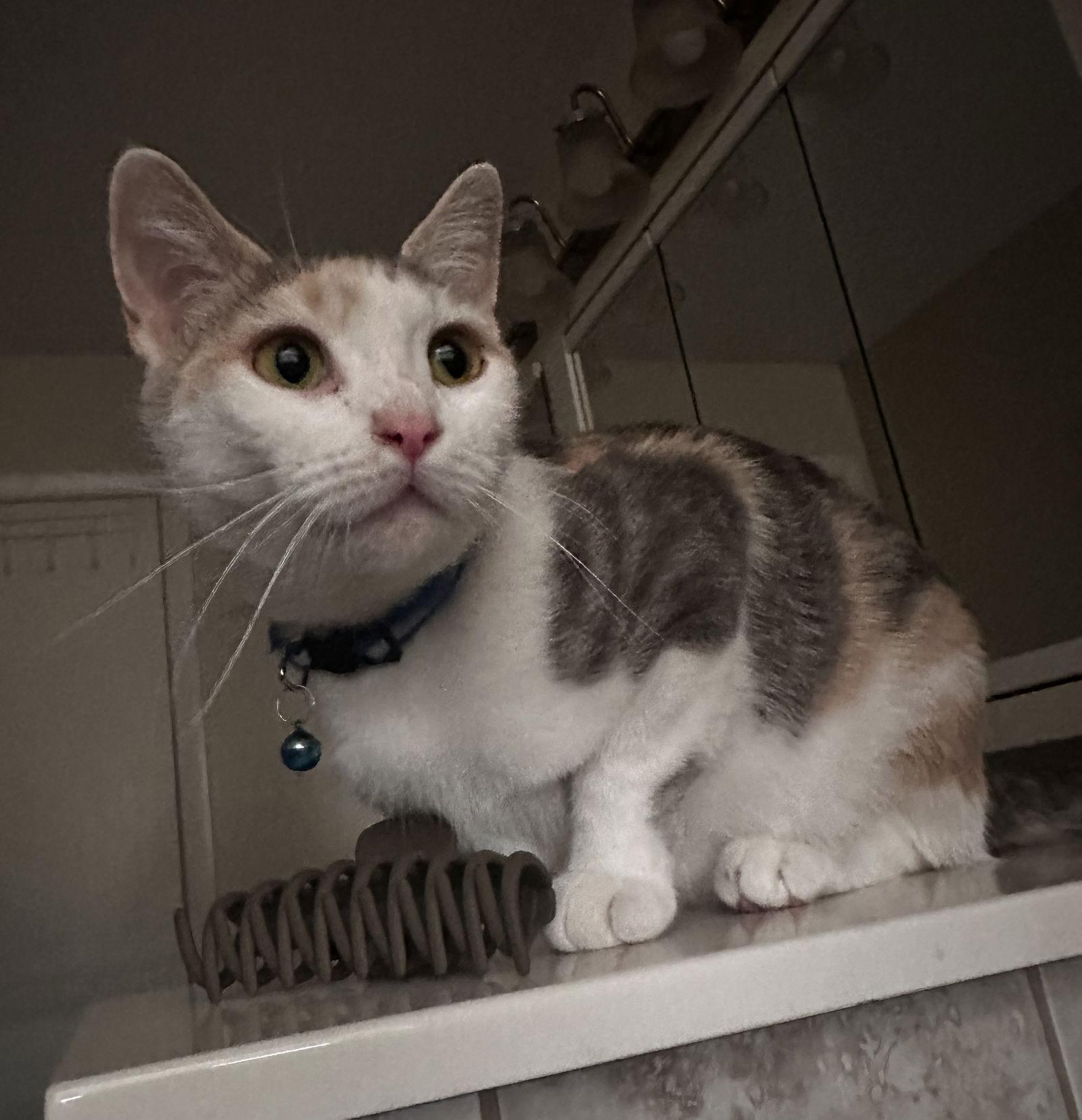 Miso, a Adoptable Domestic Short Hair in Livonia, MI image 2/3