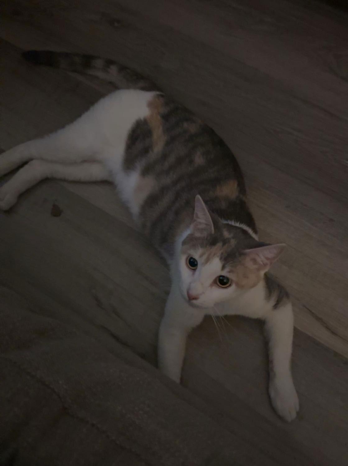 Miso, a Adoptable Domestic Short Hair in Livonia, MI image 3/3