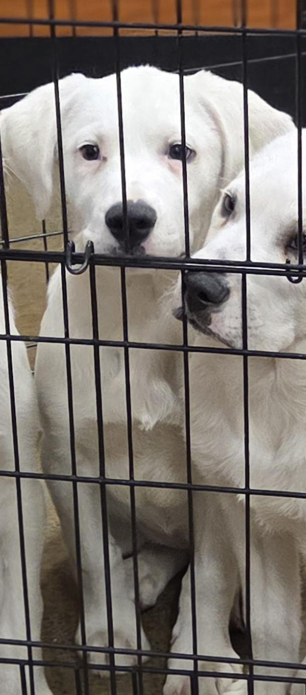 Clover, ADOPTABLE, Puppy Female Labrador Retriever & Great Pyrenees.