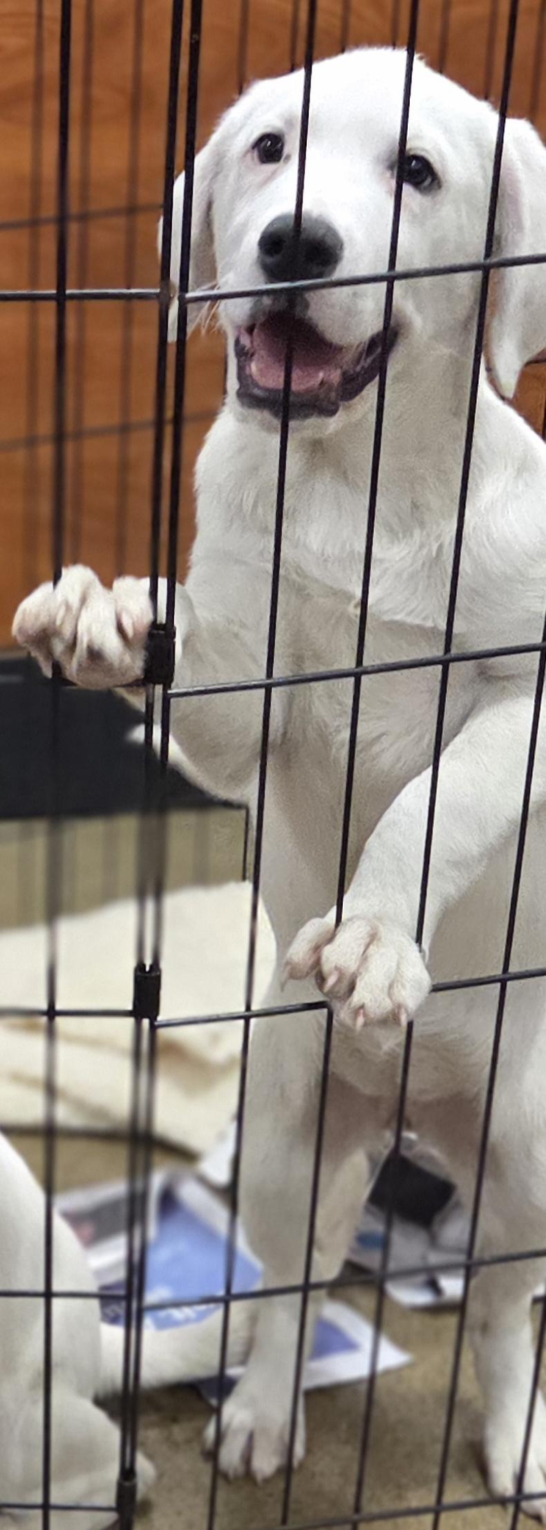 Enlarge Clover, a ADOPTABLE mixed breed in Hillsdale, NY image 2/4