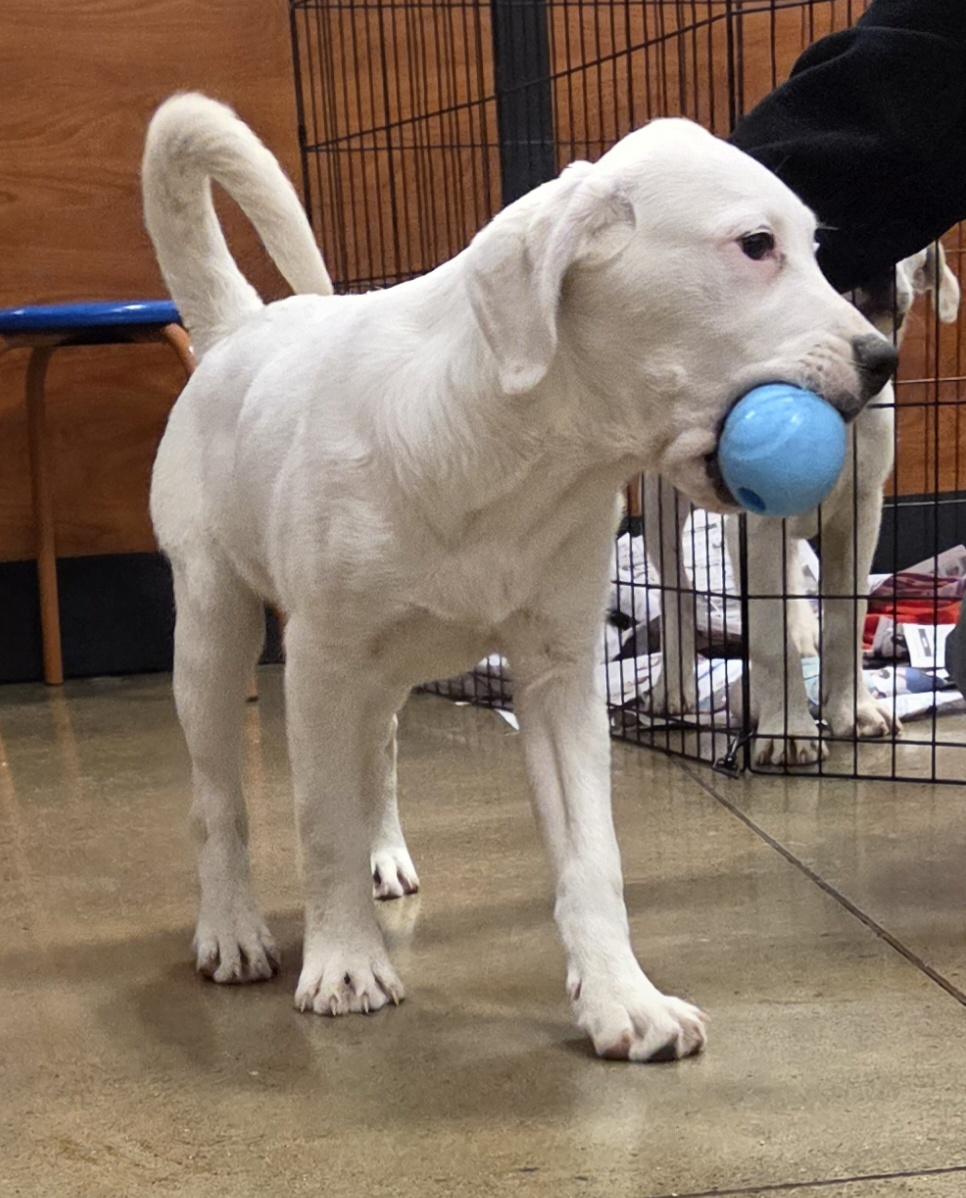 Enlarge Clover, a ADOPTABLE mixed breed in Hillsdale, NY image 3/4