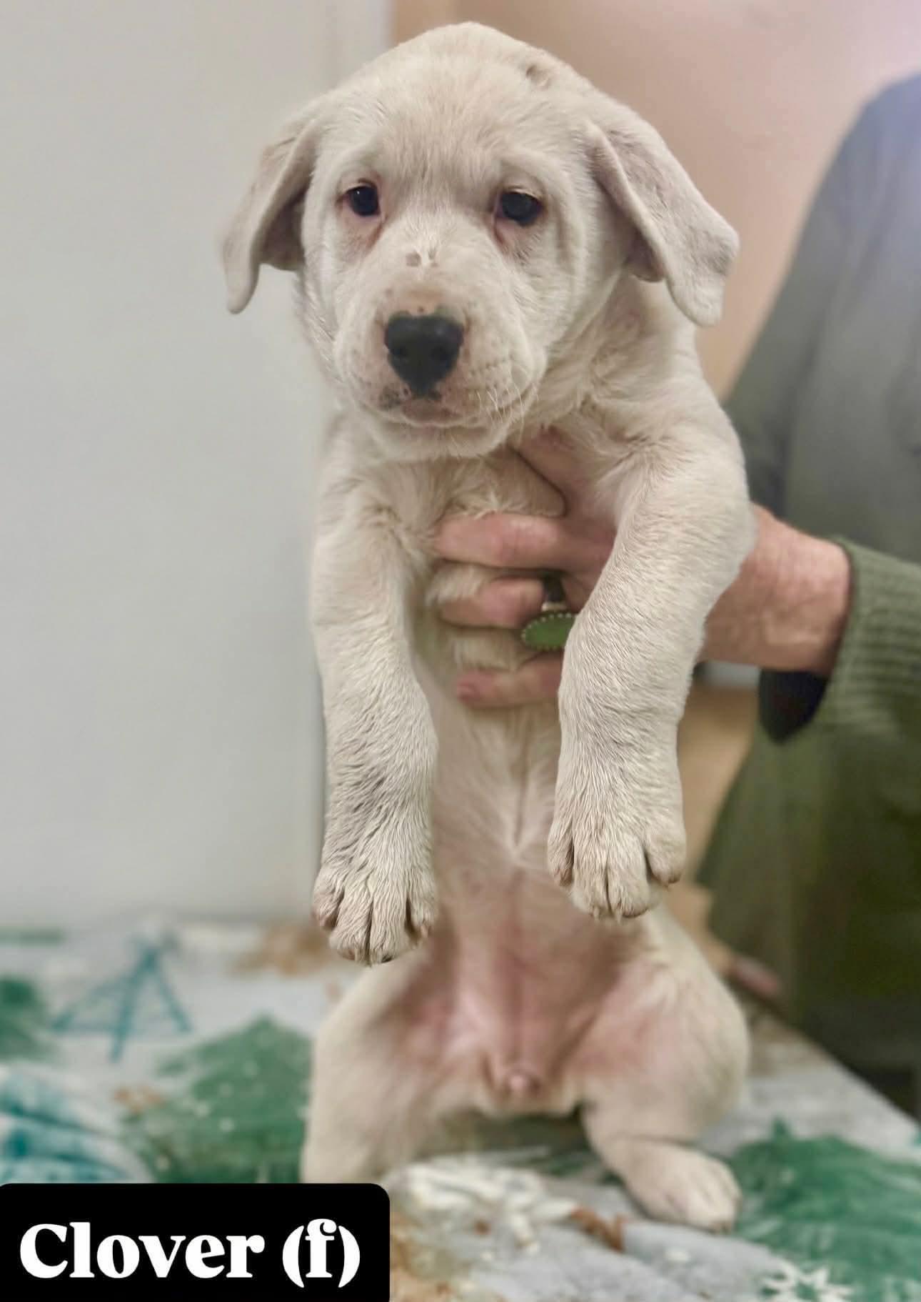 Clover, ADOPTABLE, Puppy Female Labrador Retriever & Great Pyrenees.