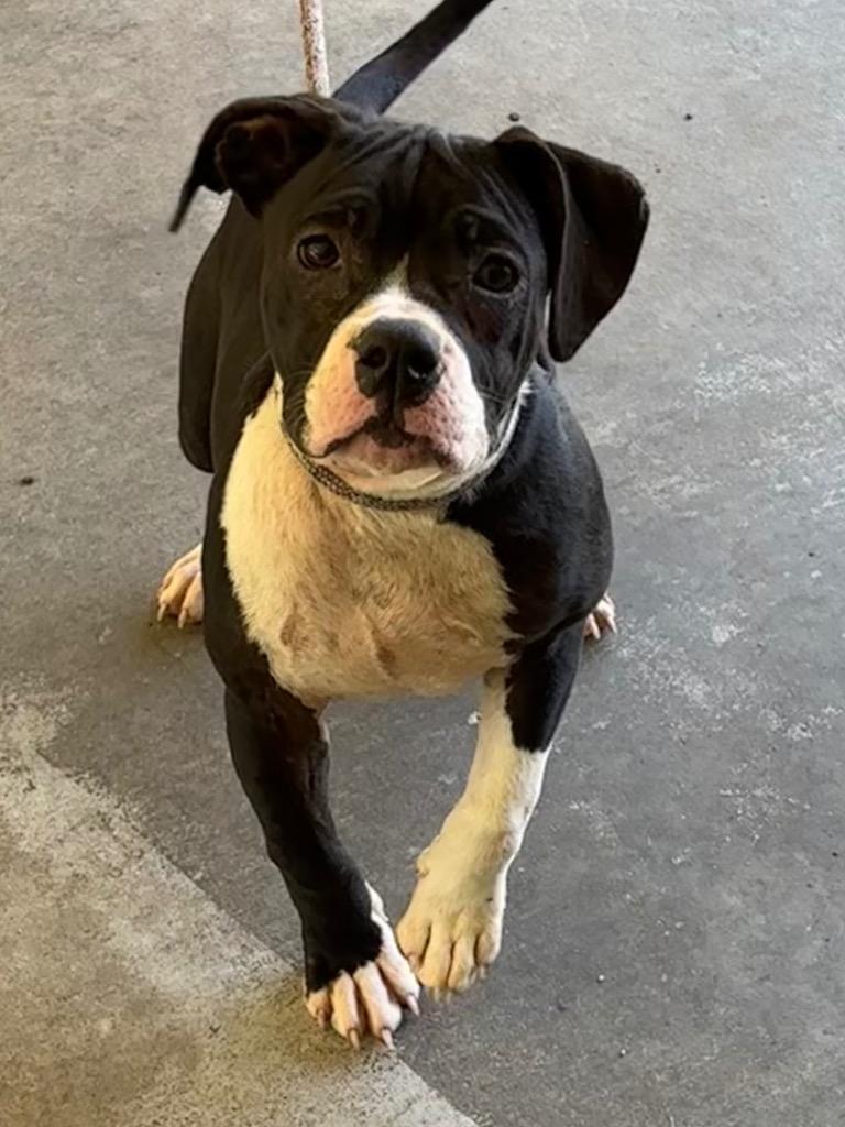 Blair, Adoptable, Puppy Female Pit Bull Terrier.