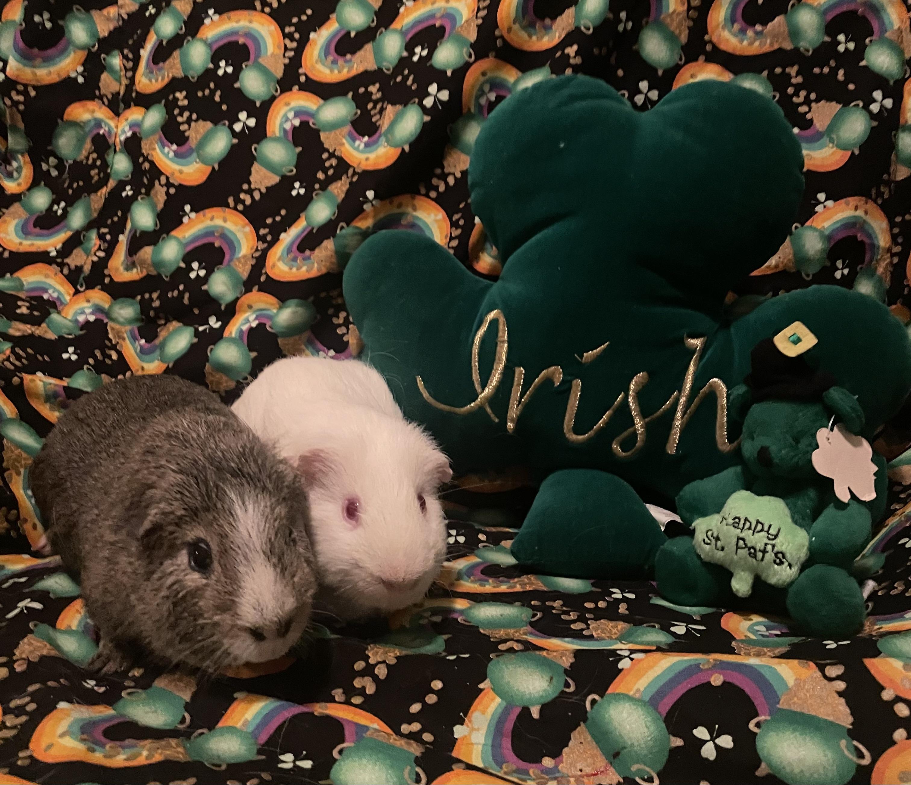 Ellis and Denver, ADOPTABLE, Adult Male Short-Haired.