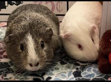 Enlarge Ellis and Denver, a ADOPTABLE Short-Haired in Berlin, CT image 2/3