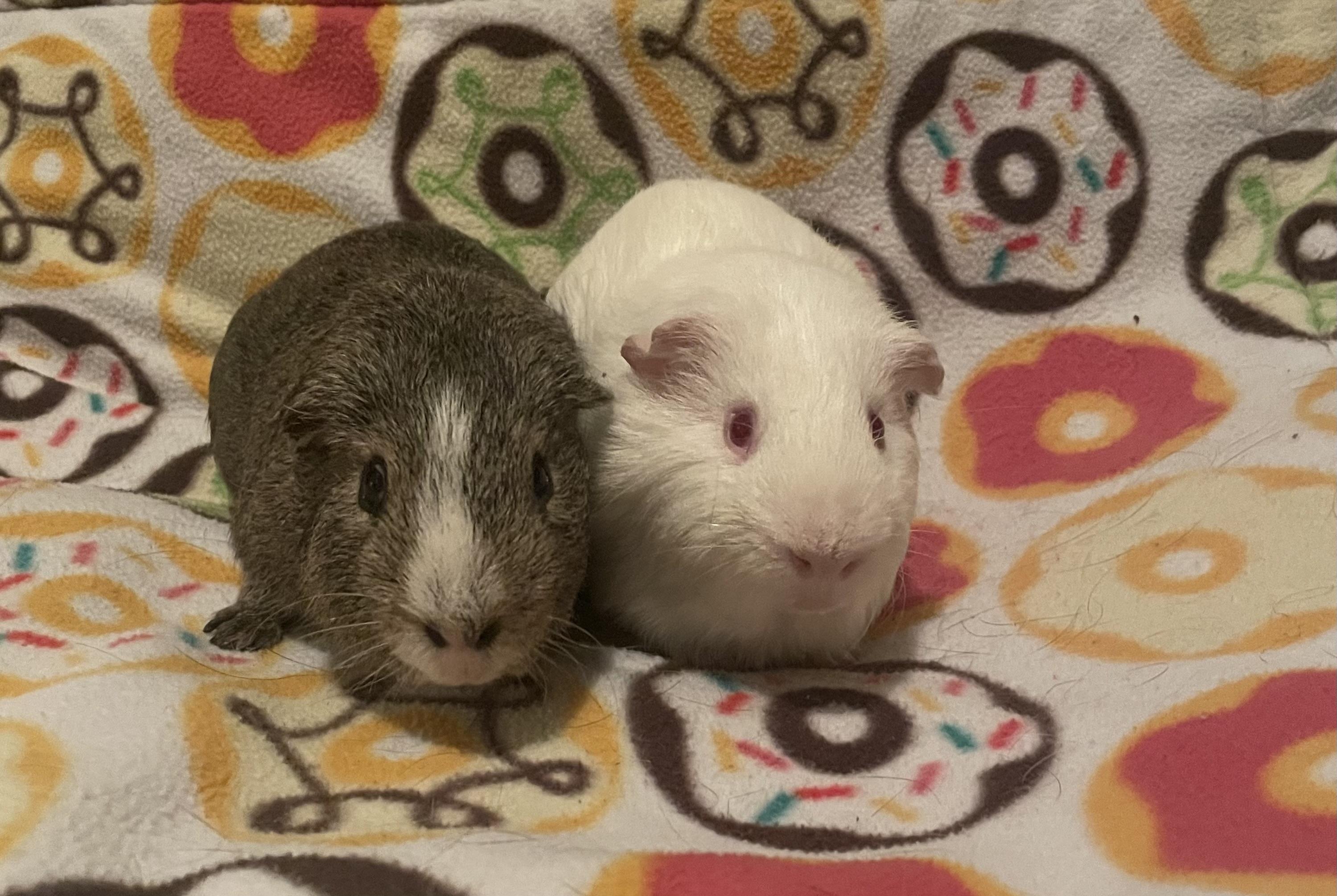 Enlarge Ellis and Denver, a ADOPTABLE Short-Haired in Berlin, CT image 3/3