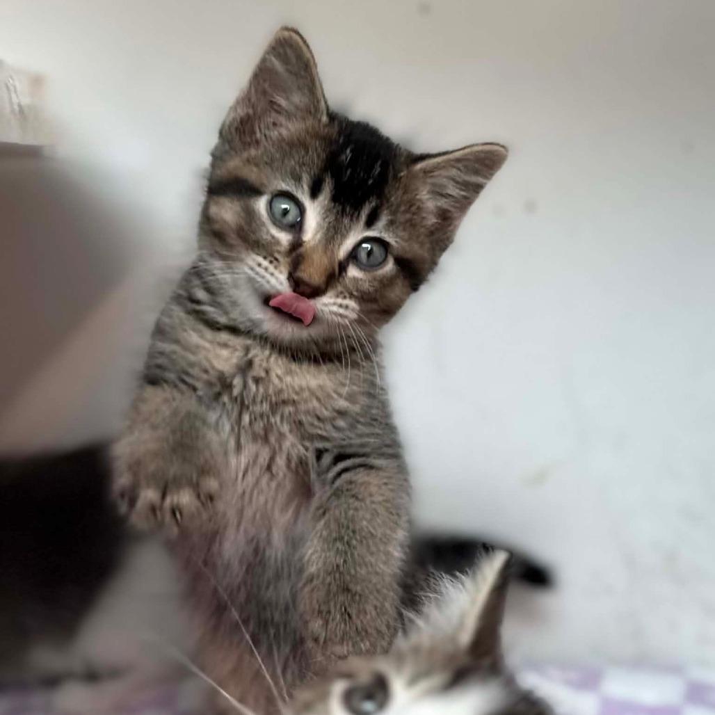 Button, Adoptable, Young Male Domestic Short Hair.
