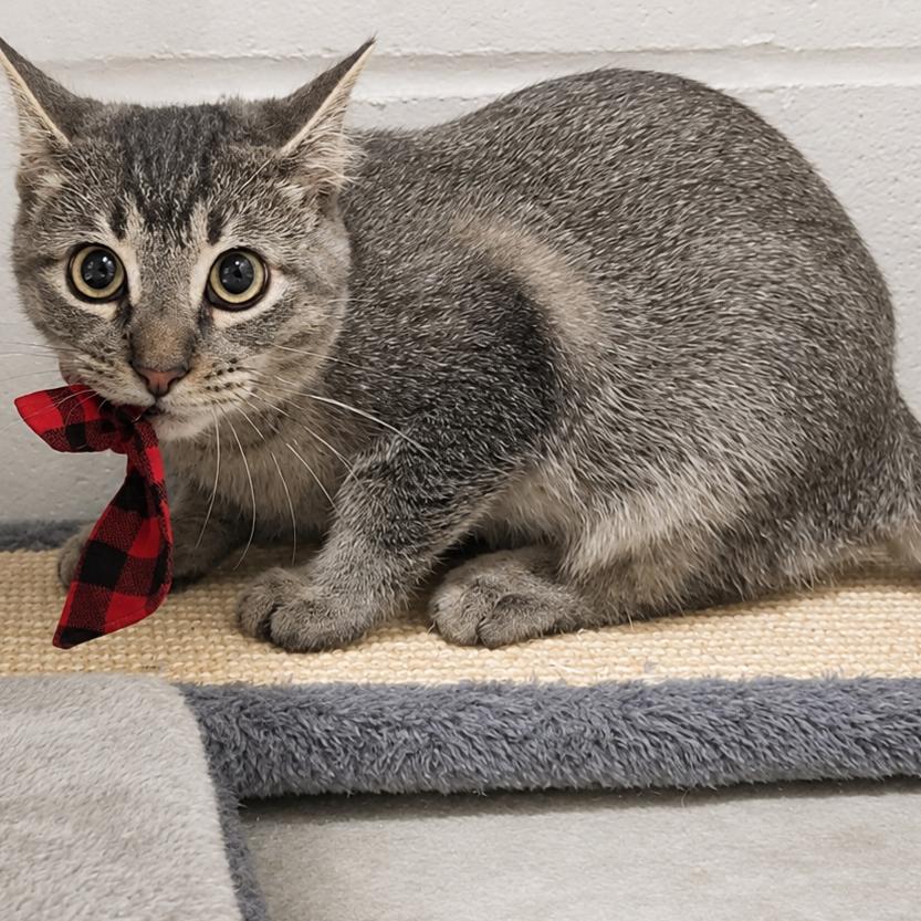 Enlarge Button, a Adoptable Domestic Short Hair in Jasper, IN image 2/5