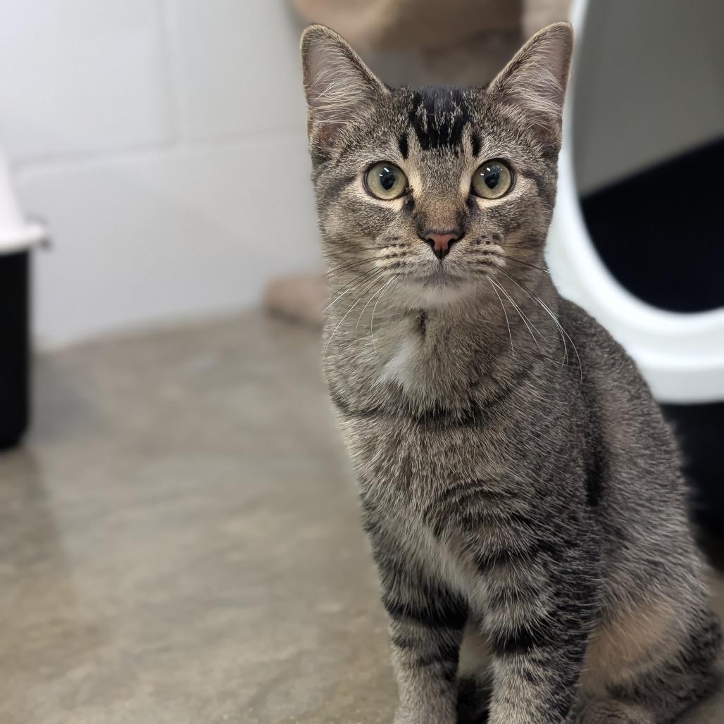 Enlarge Button, a Adoptable Domestic Short Hair in Jasper, IN image 3/5