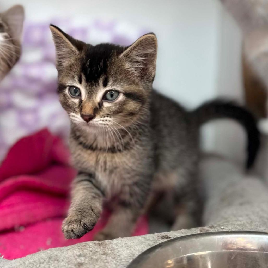 Enlarge Button, a Adoptable Domestic Short Hair in Jasper, IN image 4/5