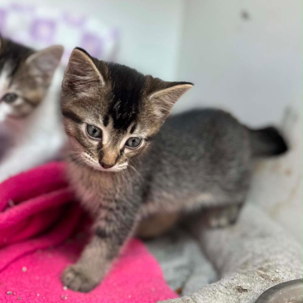 Enlarge Button, a Adoptable Domestic Short Hair in Jasper, IN image 5/5