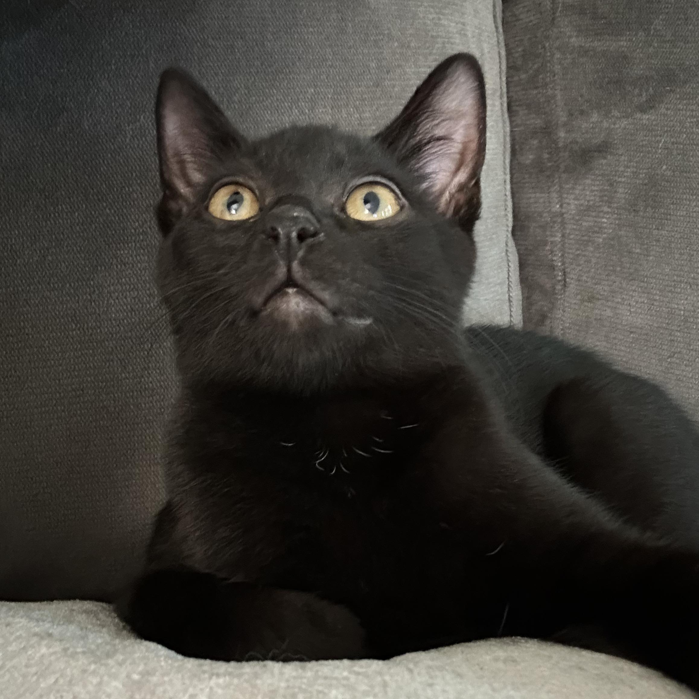 Enlarge Hades, a Adopted mixed breed in South Park, PA image 3/4