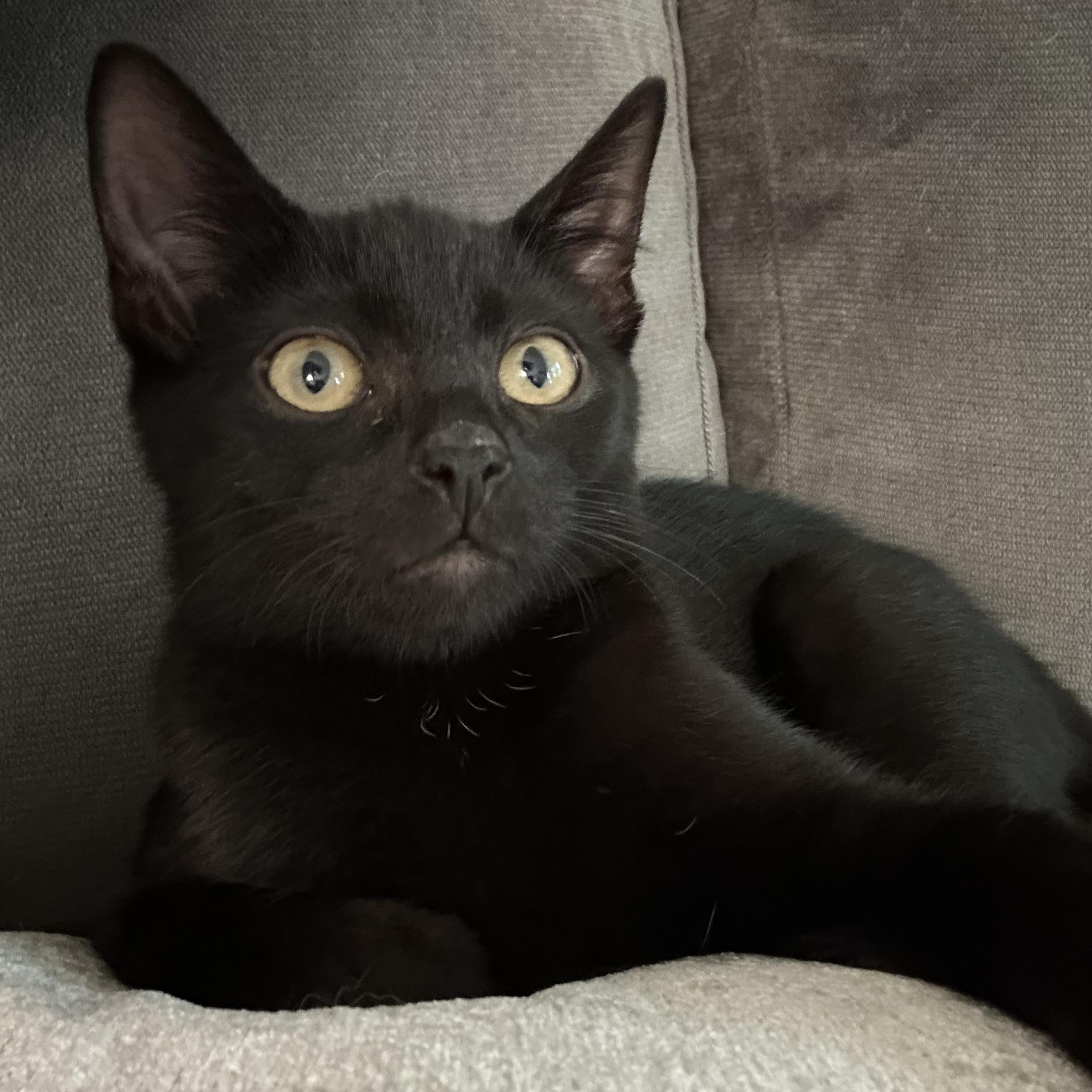 Enlarge Hades, a Adopted mixed breed in South Park, PA image 2/4