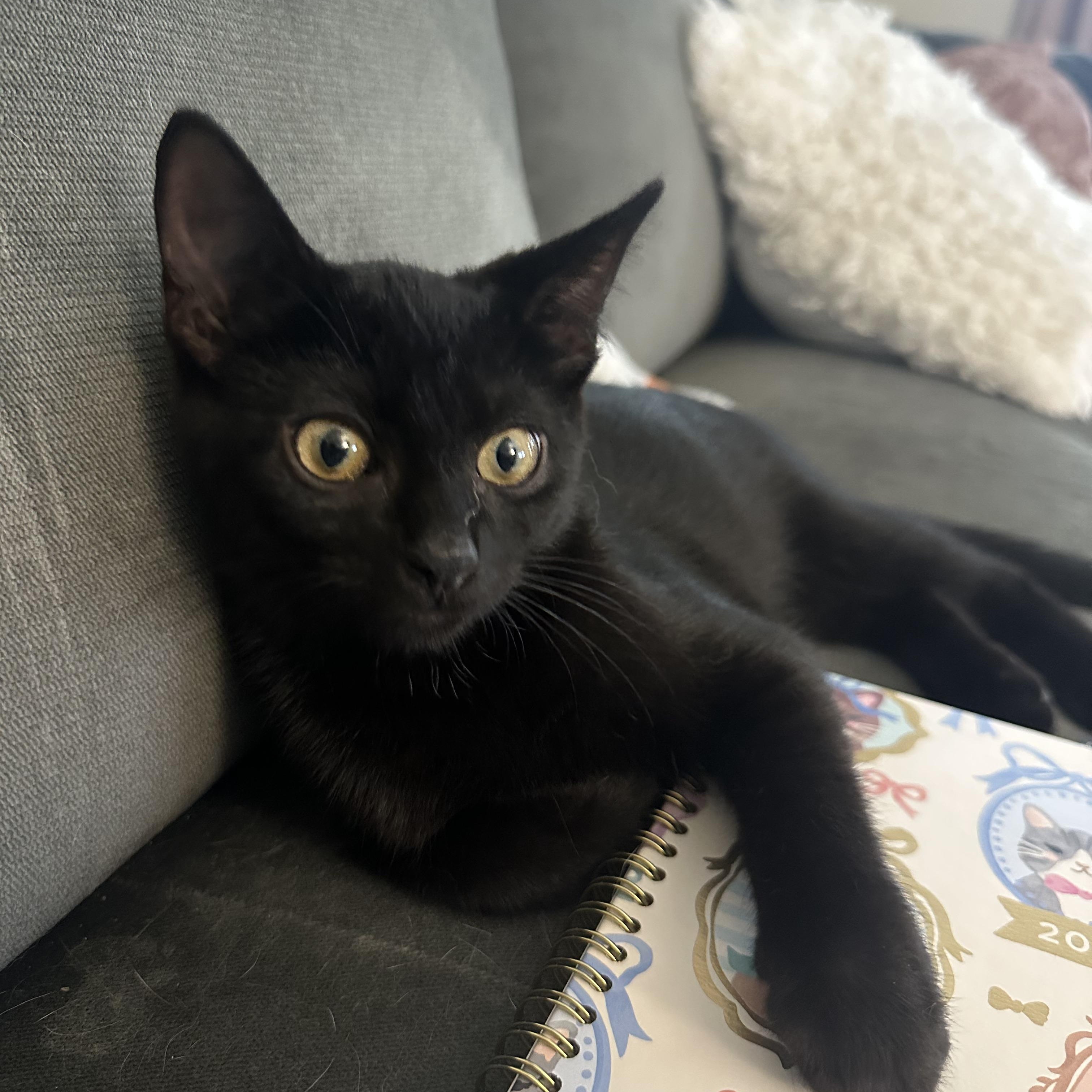 Hades, Adopted, Kitten Male Domestic Short Hair.