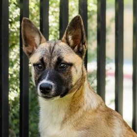 Enlarge Hazel, a ADOPTABLE Shepherd in Santa Cruz, CA image 2/4