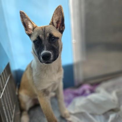 Enlarge Hazel, a ADOPTABLE Shepherd in Santa Cruz, CA image 1/4