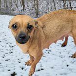 Lil Girl, adopted, Adult Female Chihuahua.