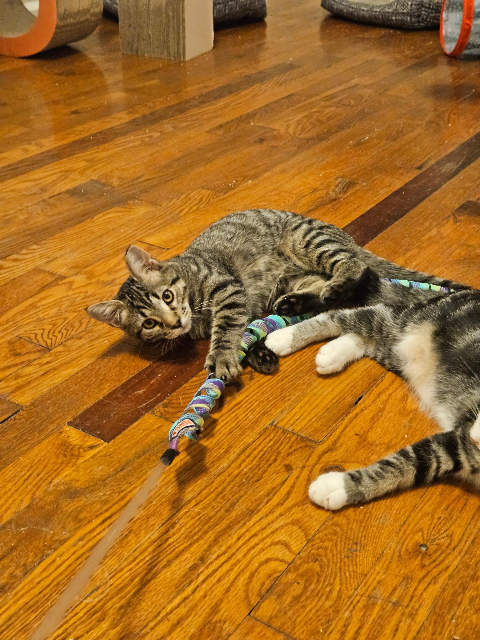 Enlarge Lil Tom, a Adoptable Tabby in Independence, OH image 2/4