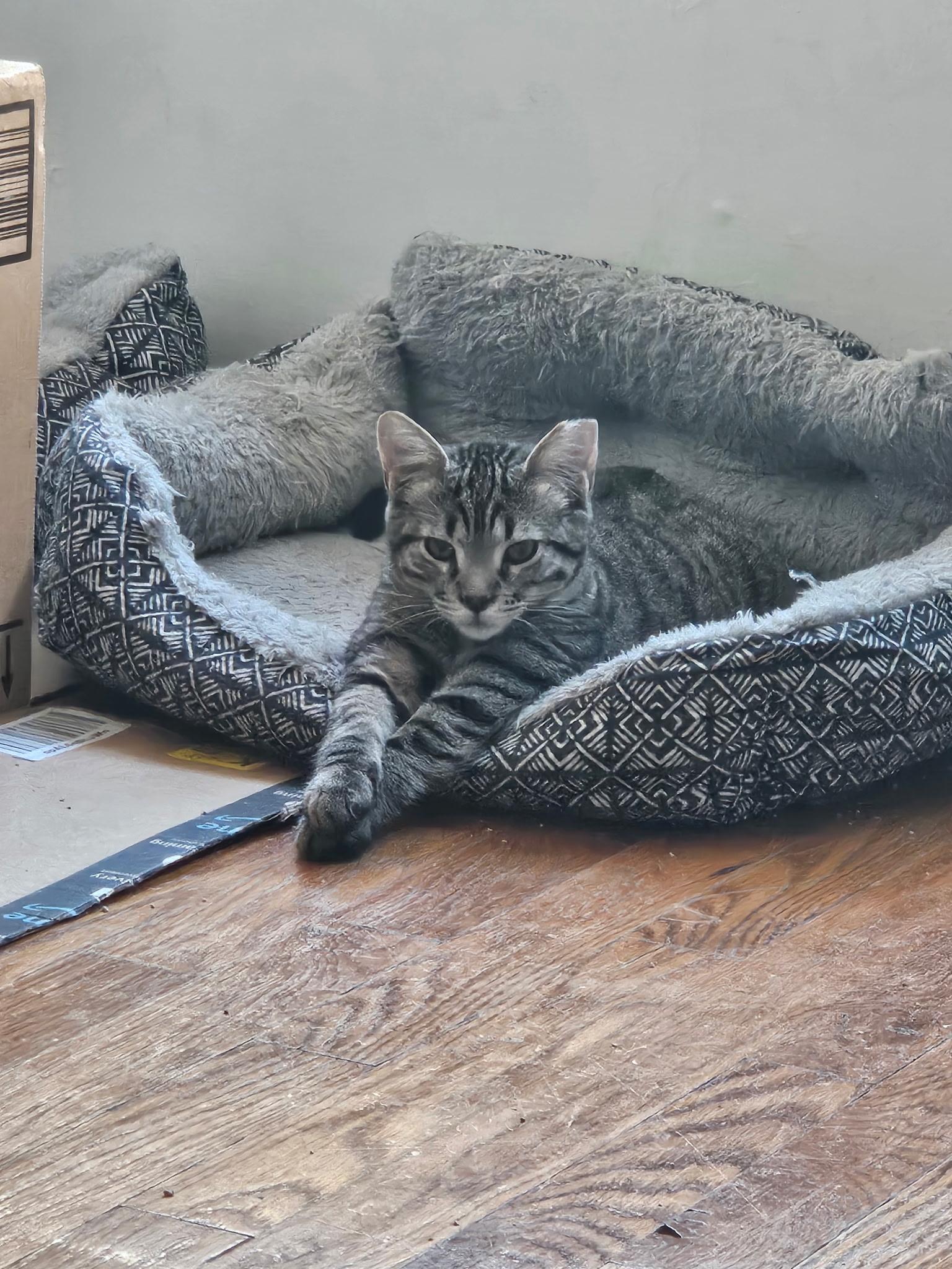 Enlarge Lil Tom, a Adoptable Tabby in Independence, OH image 3/4