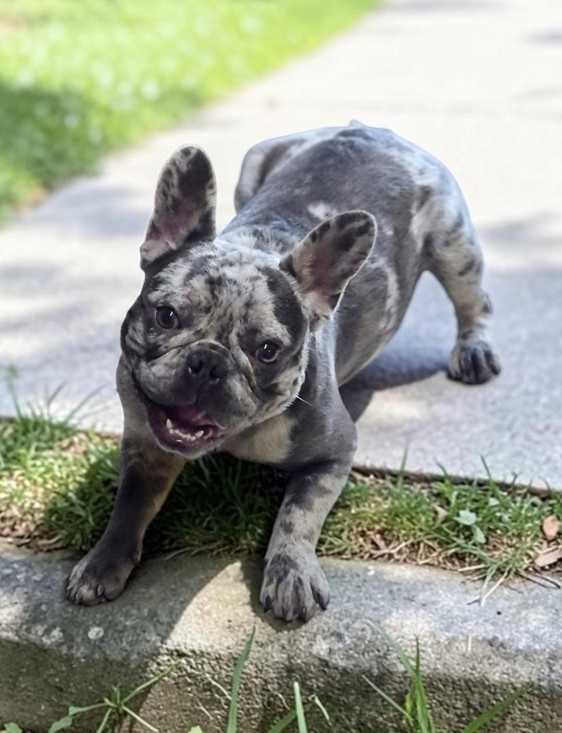 Stitch, an adopted French Bulldog in Los Angeles, CA image 1/6