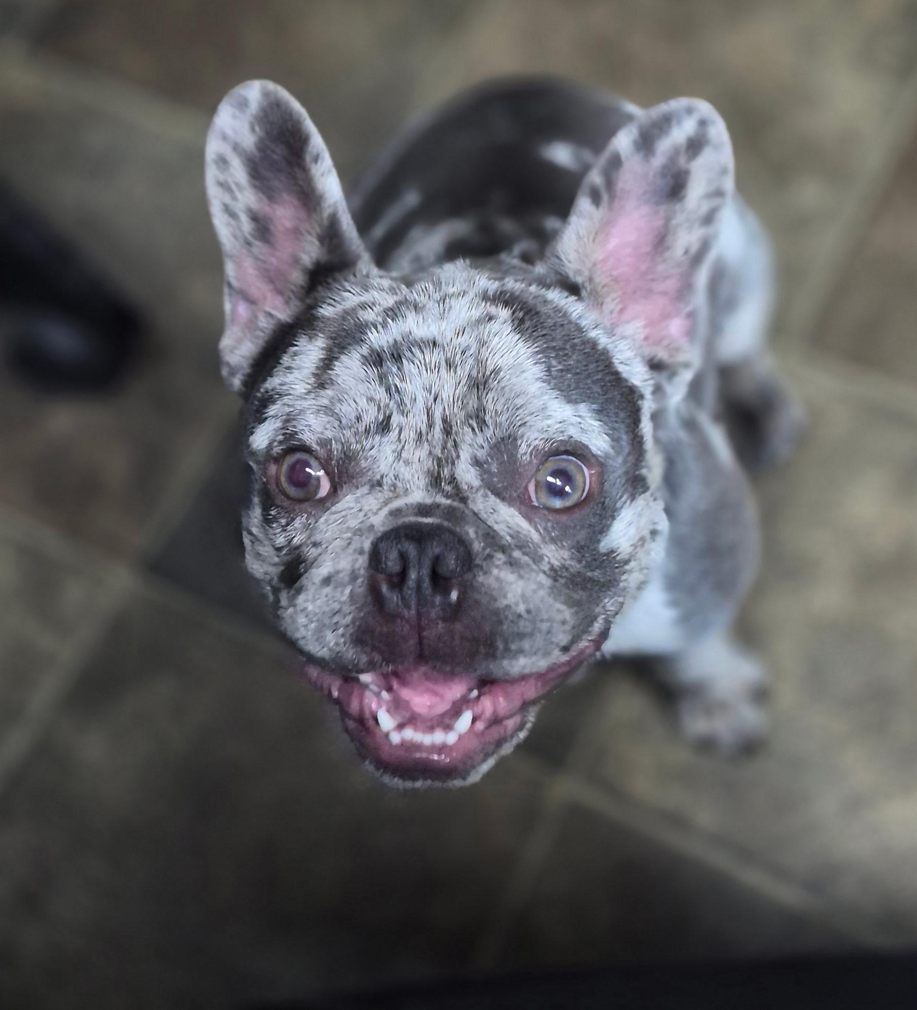 Stitch, an adopted French Bulldog in Los Angeles, CA image 5/6