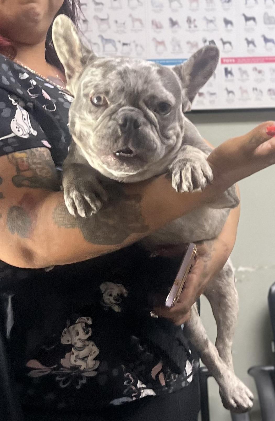 Stitch, an adopted French Bulldog in Los Angeles, CA image 3/6