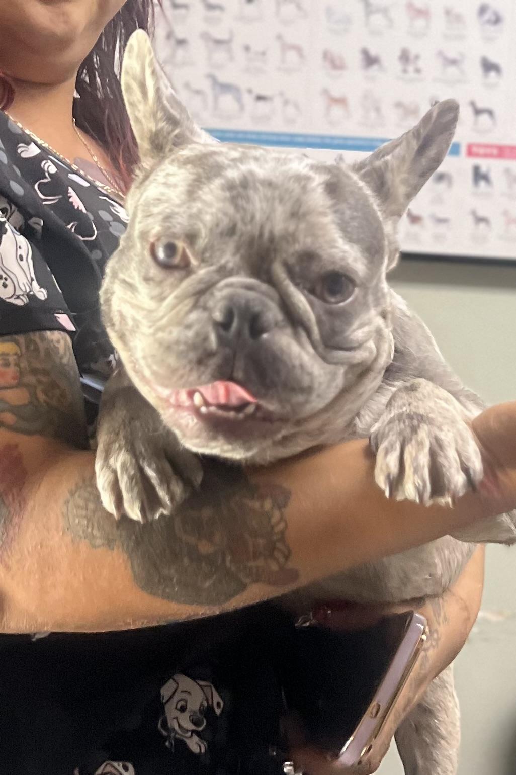 Stitch, an adopted French Bulldog in Los Angeles, CA image 4/6