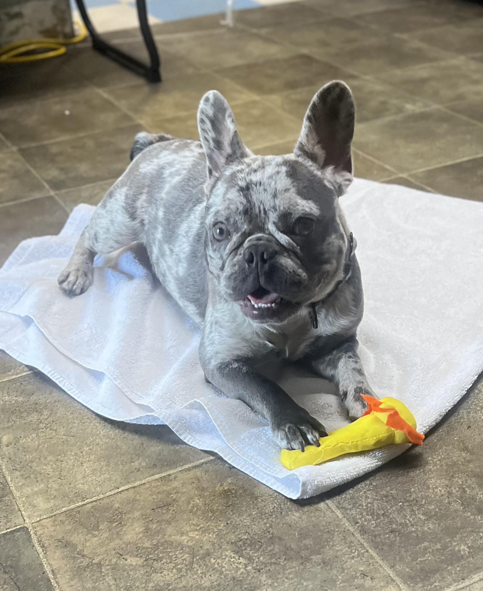 Stitch, an adopted French Bulldog in Los Angeles, CA image 2/6