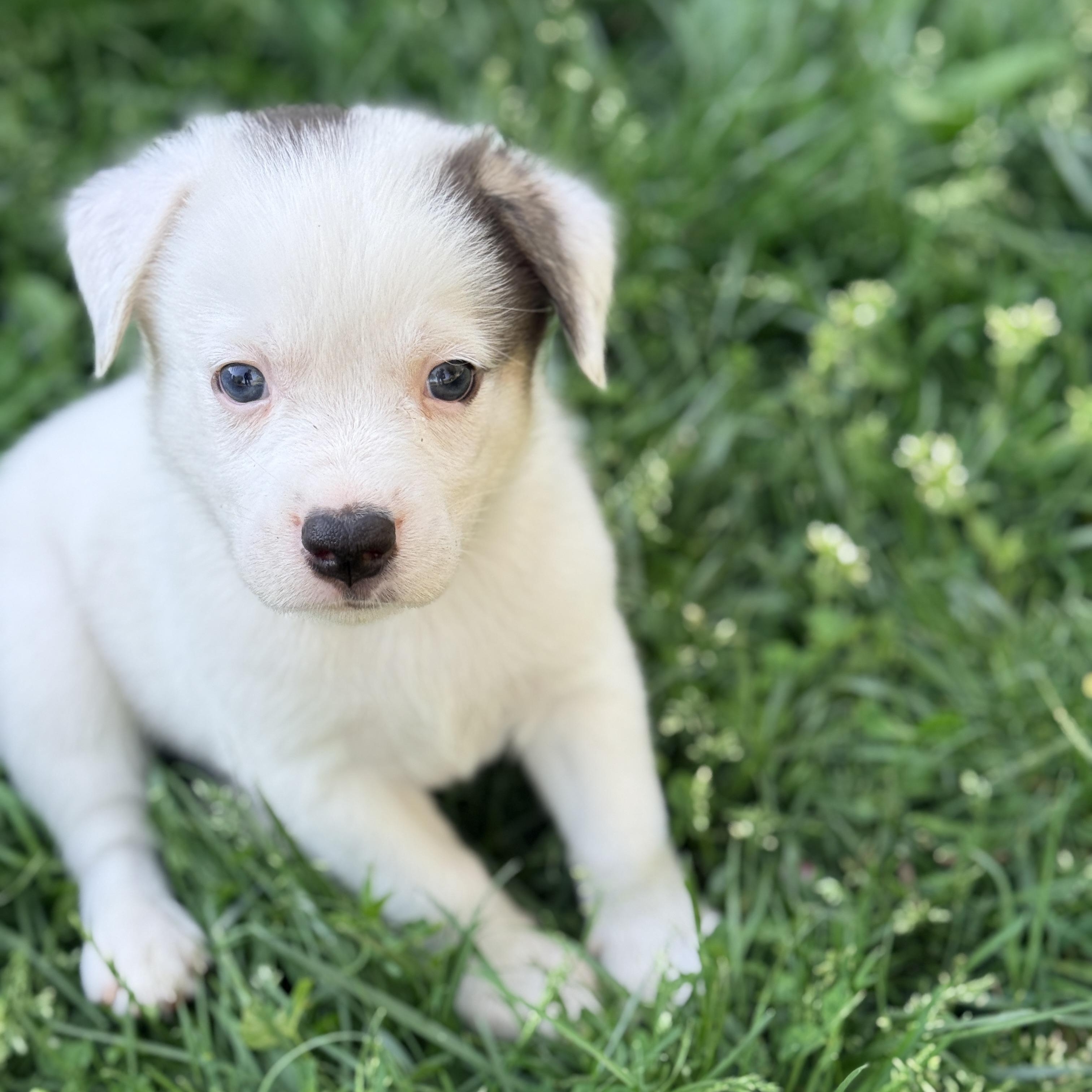 Enlarge Beetee , a Adoptable mixed breed in Columbia, MD image 5/5