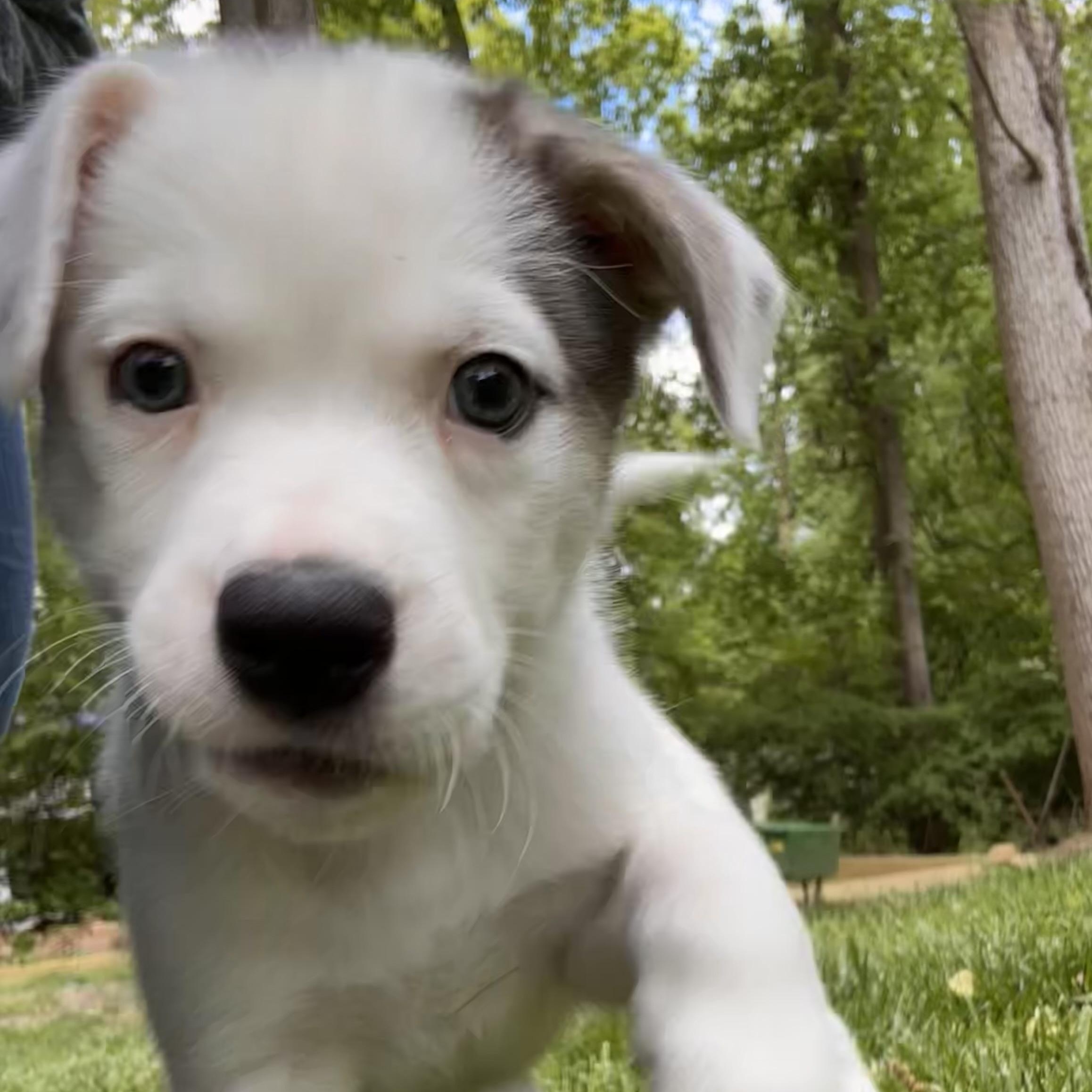 Enlarge BeeTee , an adopted mixed breed in Columbia, MD image 3/6