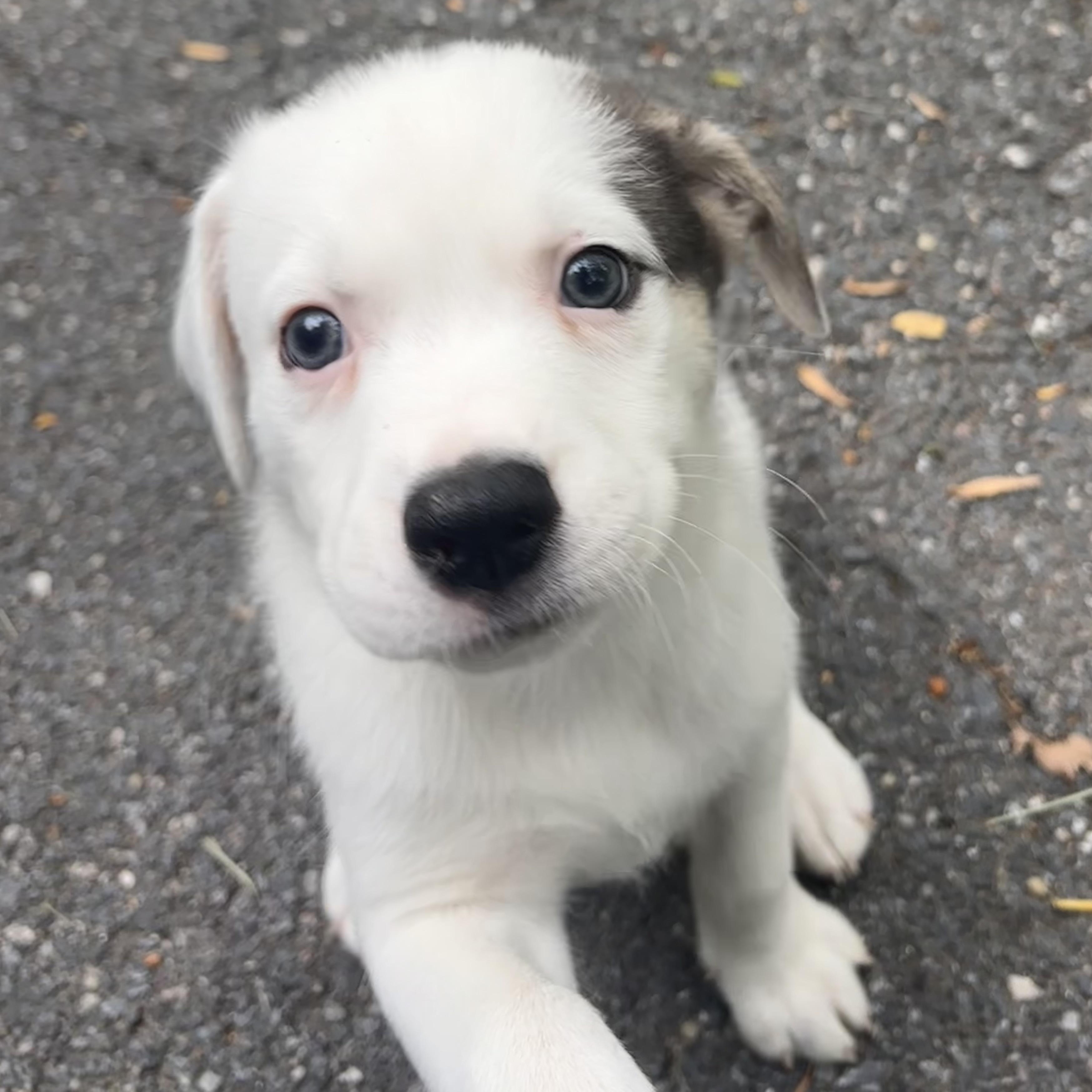 Enlarge BeeTee , an adopted mixed breed in Columbia, MD image 4/6