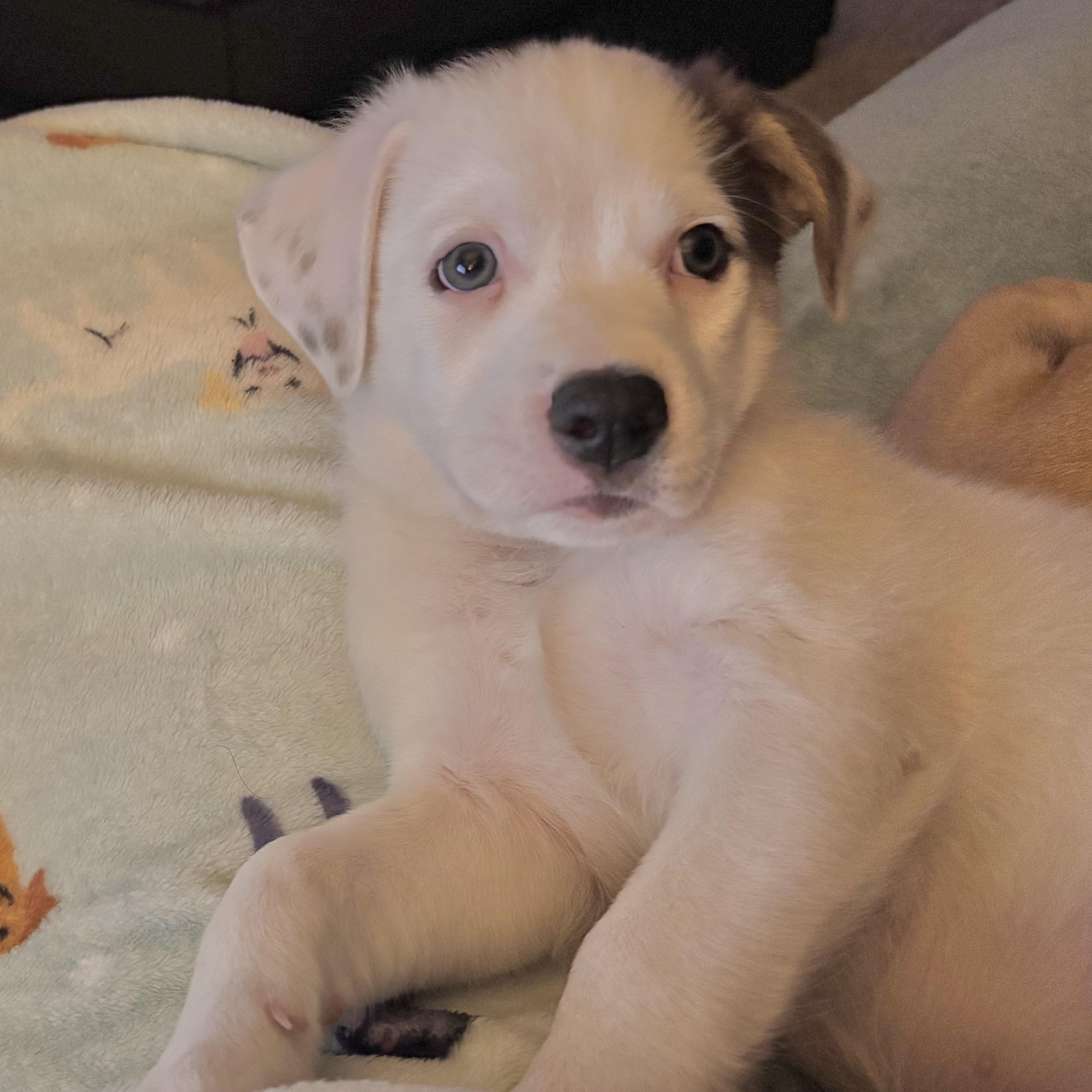 Enlarge BeeTee , an adopted mixed breed in Columbia, MD image 2/6
