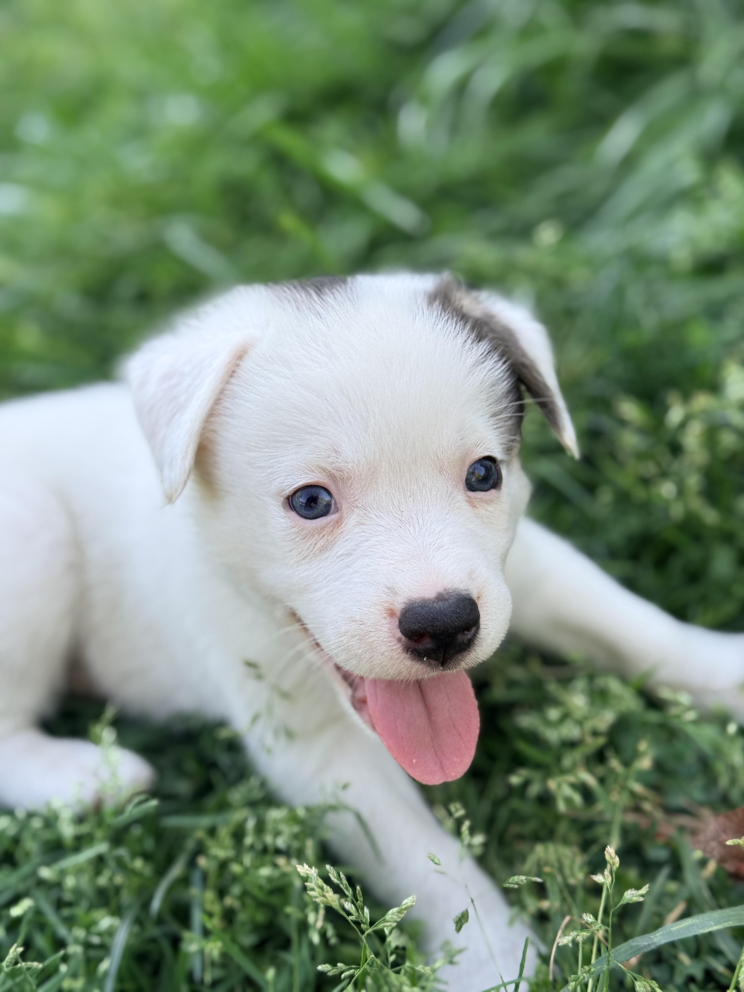 Enlarge Beetee , a Adoptable mixed breed in Columbia, MD image 4/5