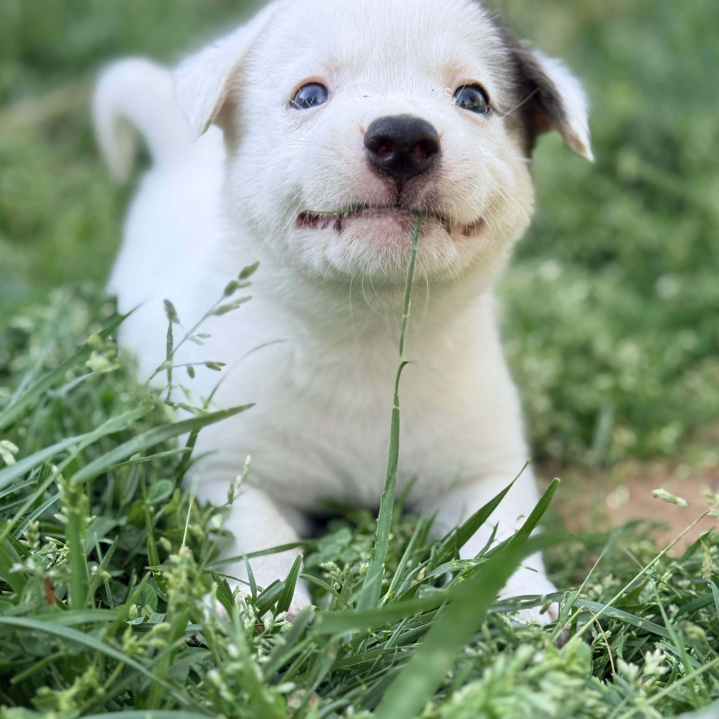 Enlarge Beetee , a Adoptable mixed breed in Columbia, MD image 3/5