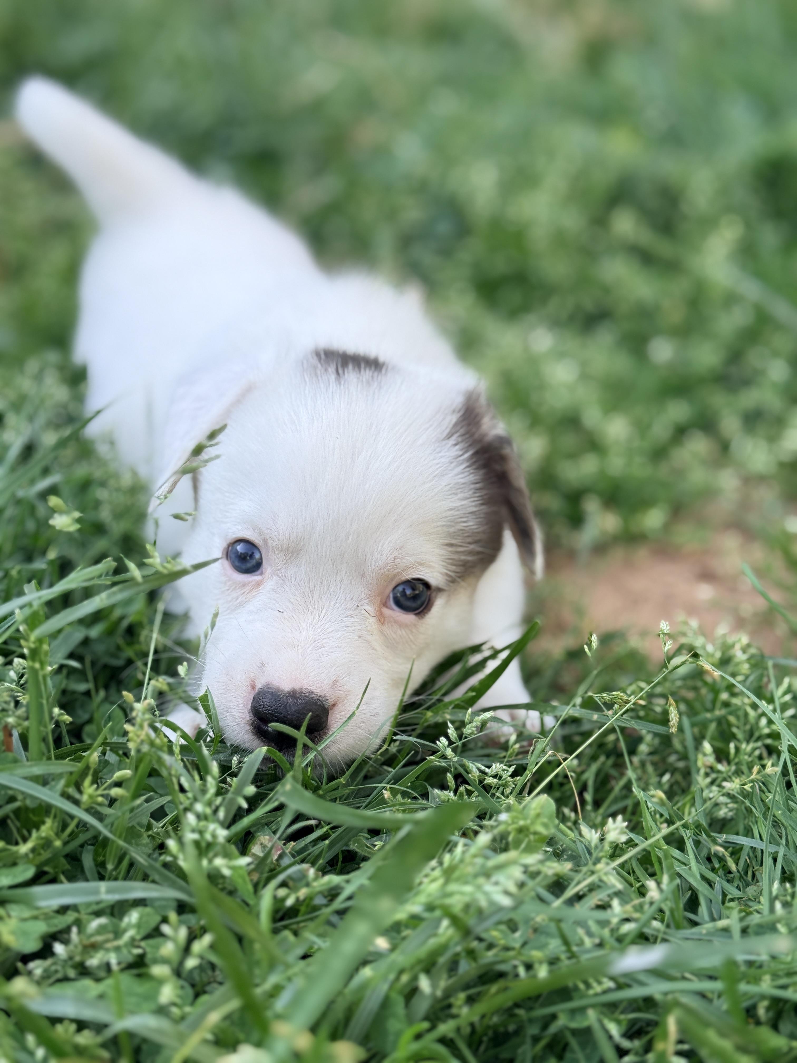 Enlarge Beetee , a Adoptable mixed breed in Columbia, MD image 2/5