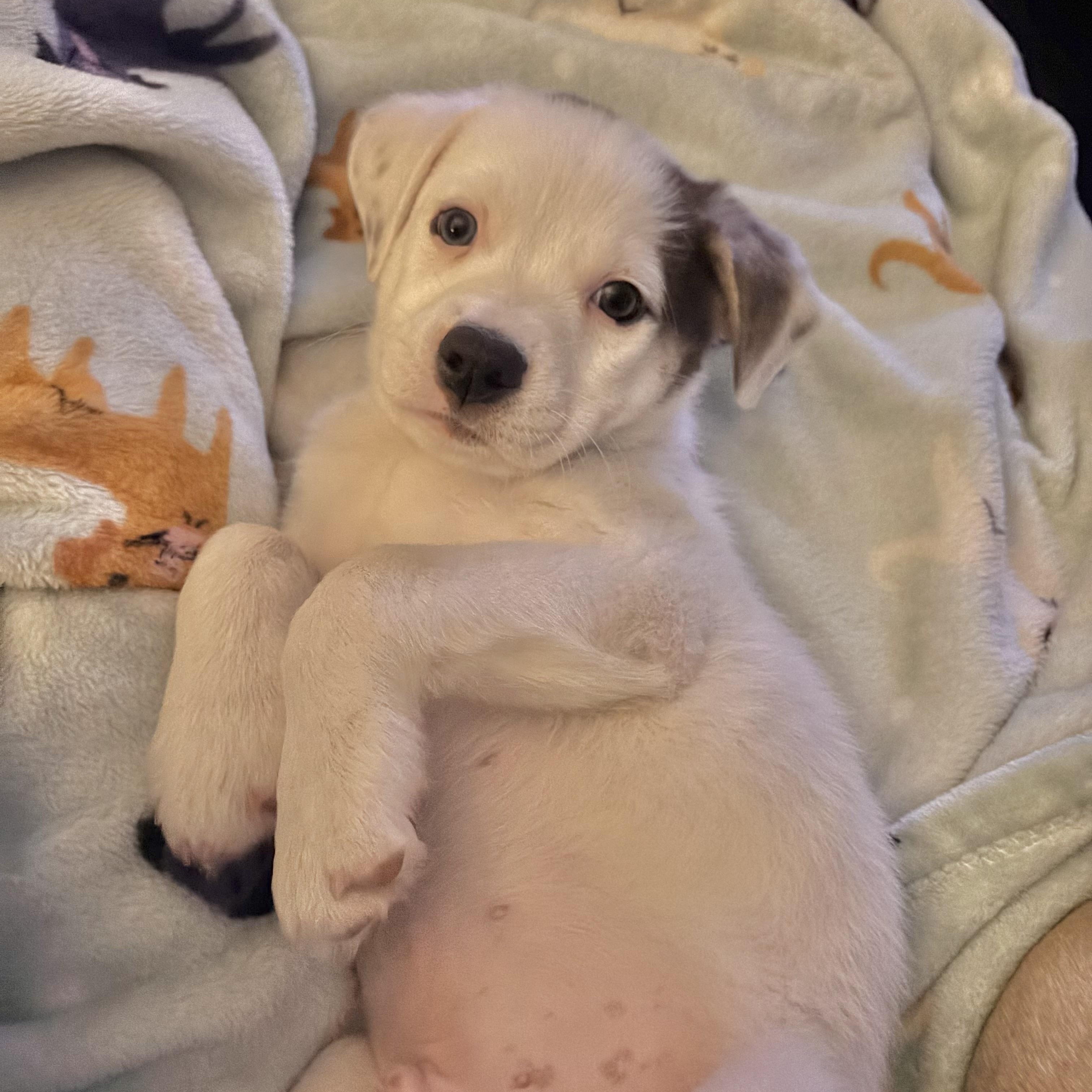 BeeTee , adopted, Puppy Male Mixed Breed.