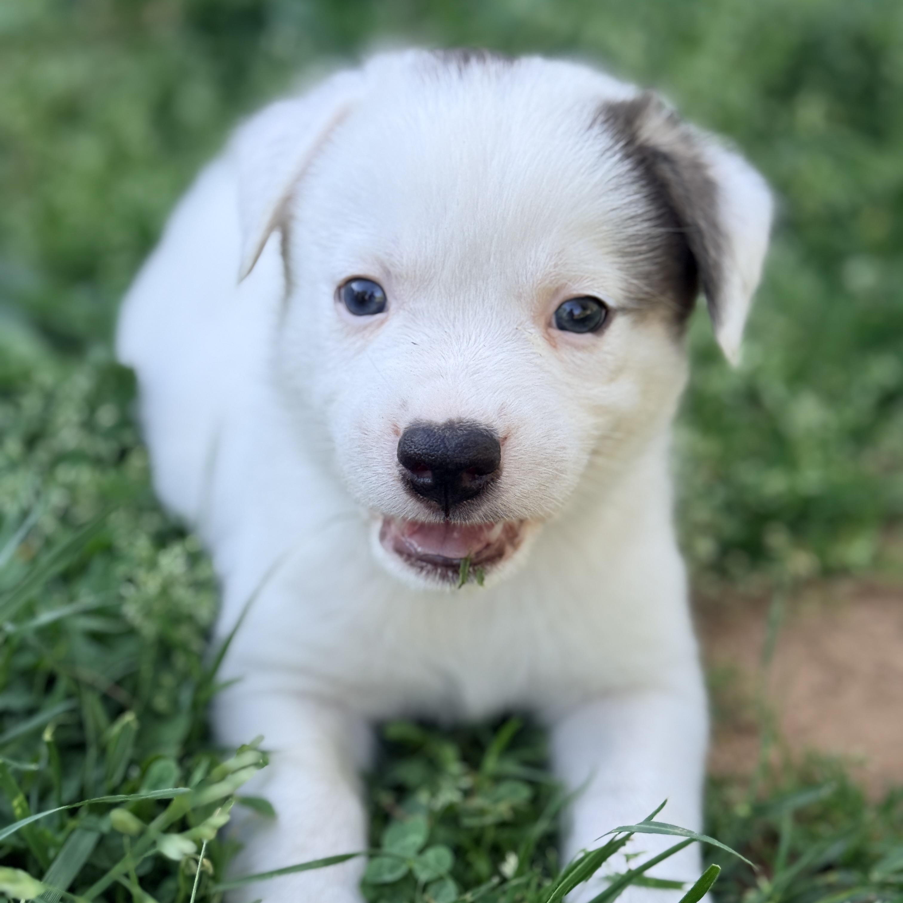 Enlarge Beetee , a Adoptable mixed breed in Columbia, MD image 1/5