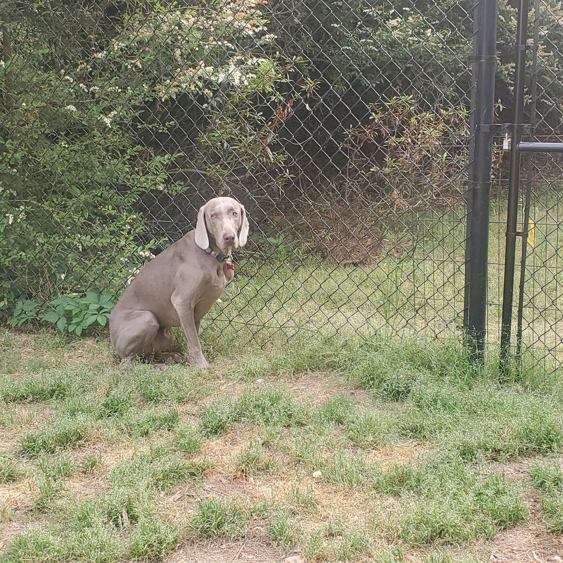 Enlarge Finn, a ADOPTABLE Weimaraner in Birmingham, AL image 2/3