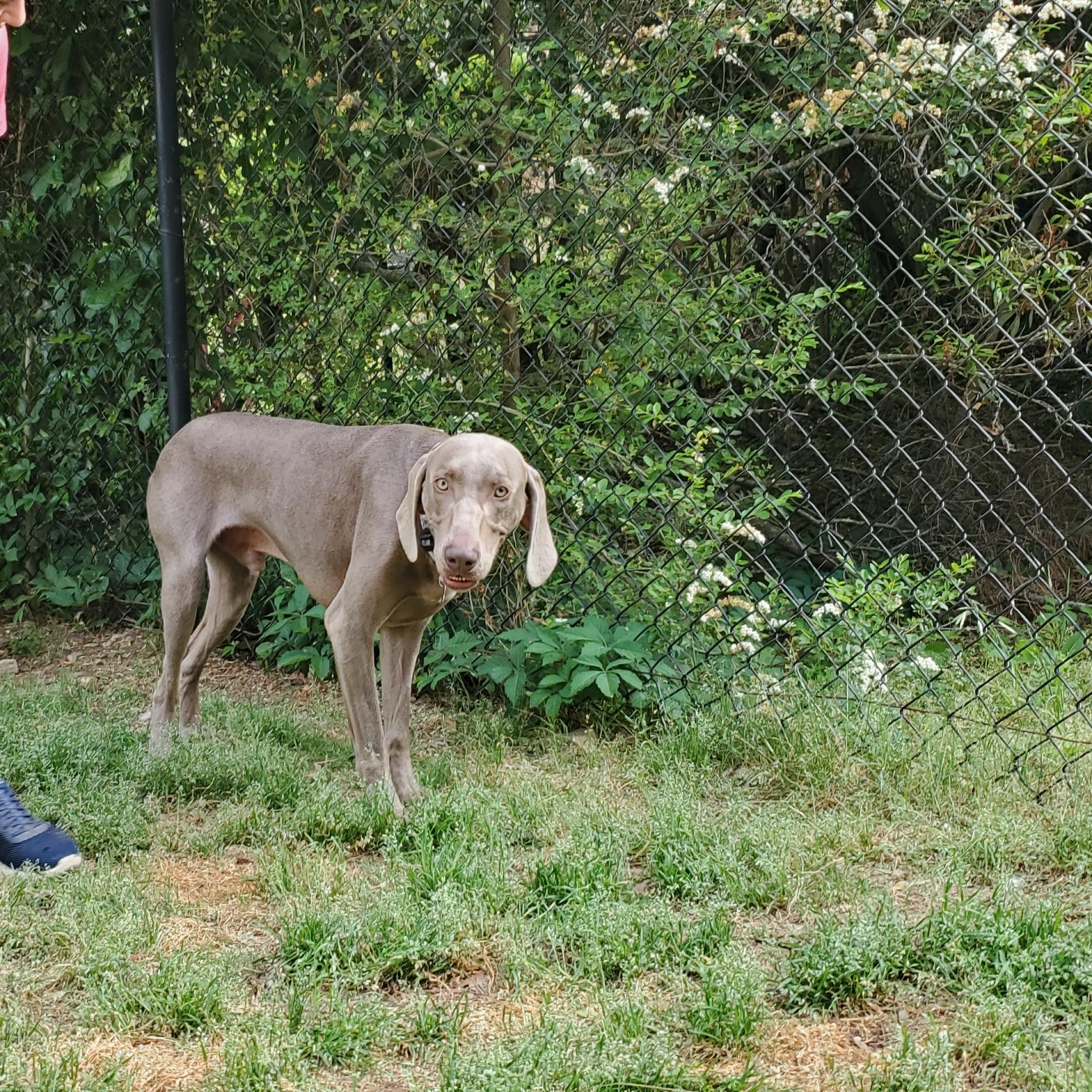 Finn, ADOPTABLE, Adult Male Weimaraner.
